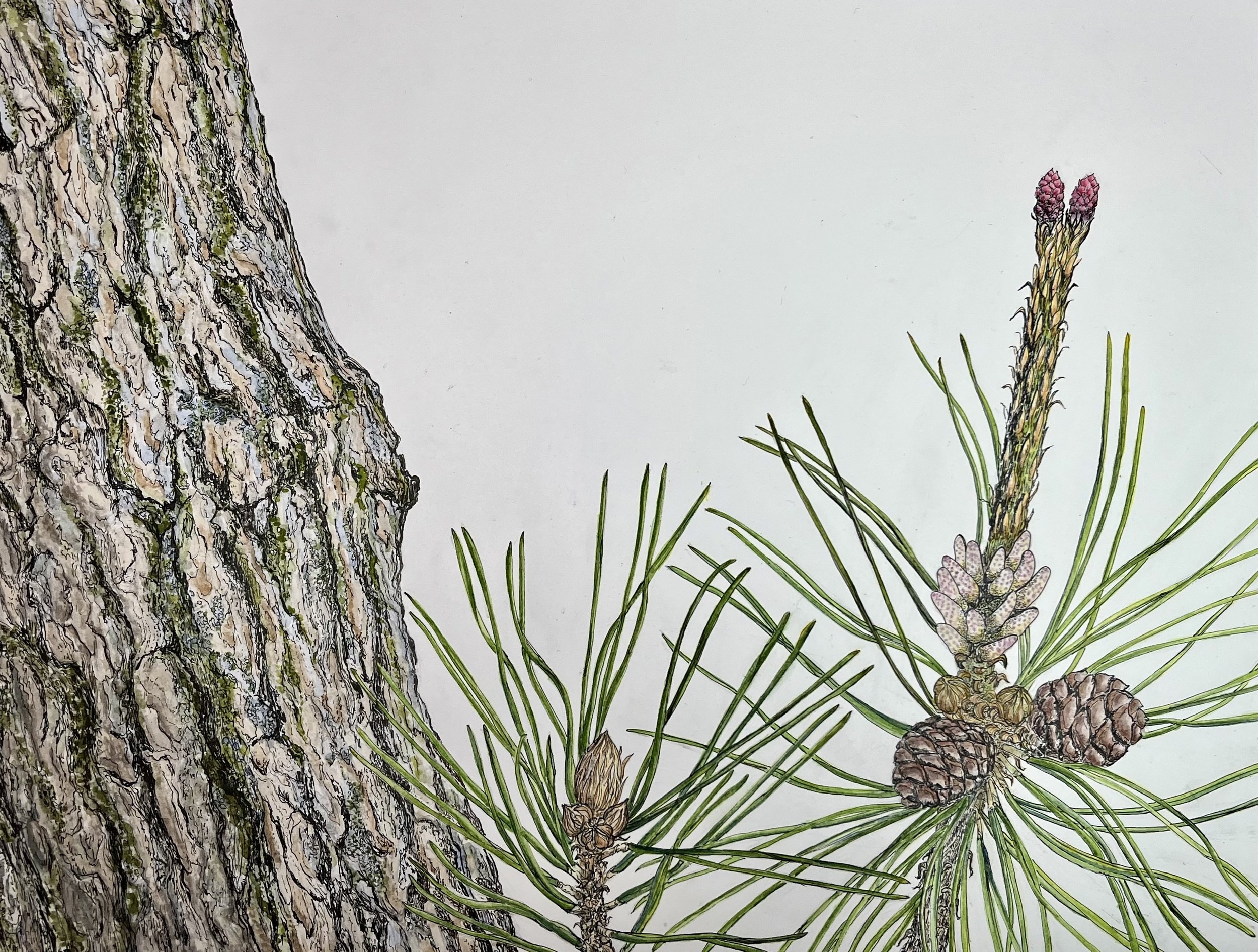 Graham_Tomoko_old black pine - T G.jpg