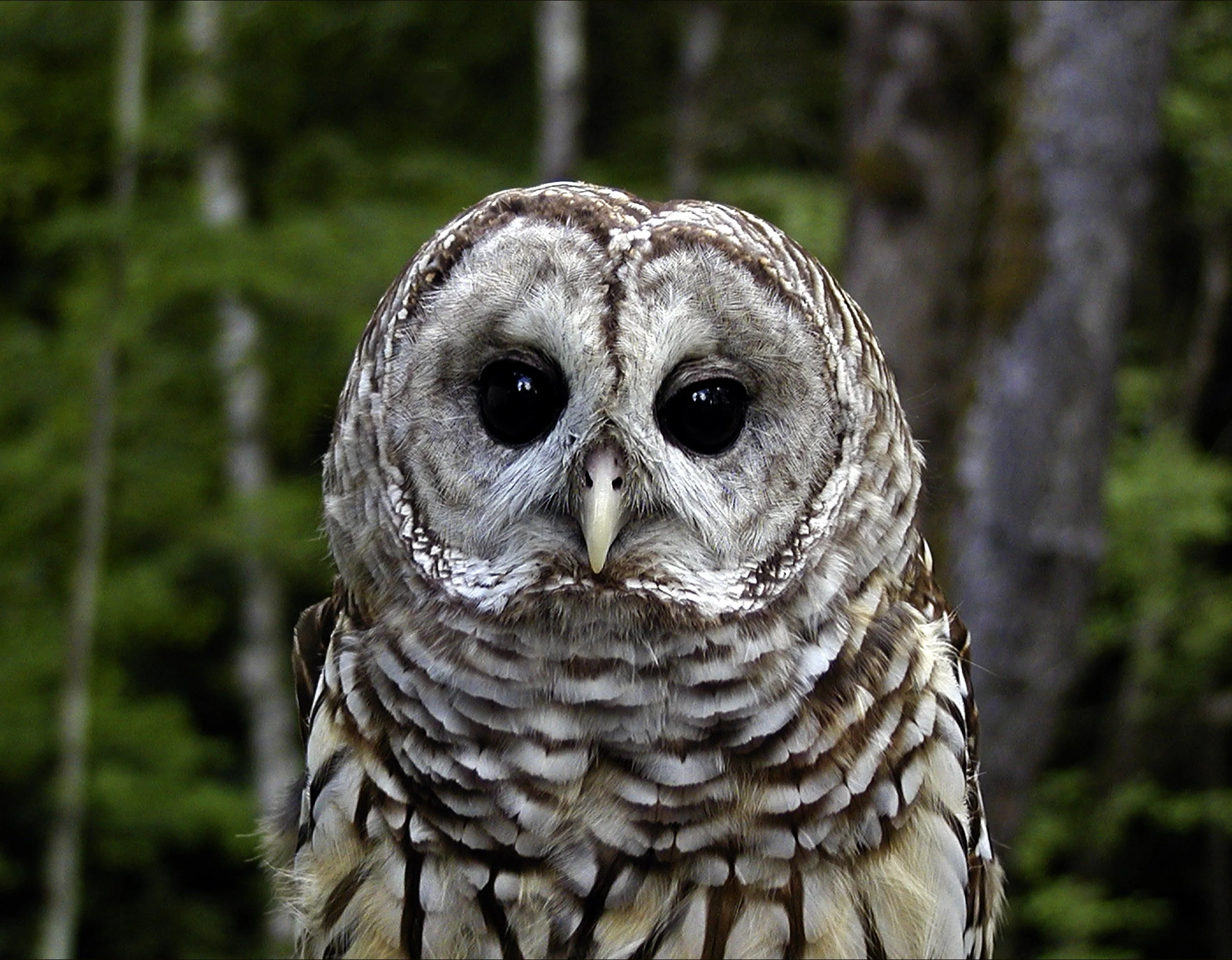 ReidPCarey-Barred Owl - Carey Reid.jpg