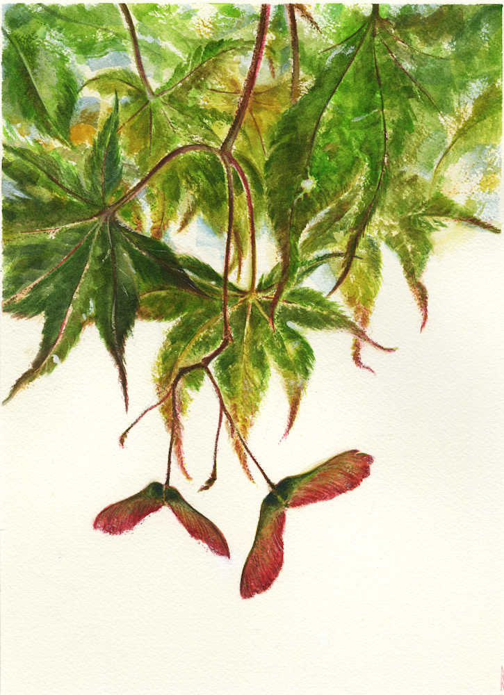 Reddy_Brian_Samara Study 2 - Brian Reddy.png