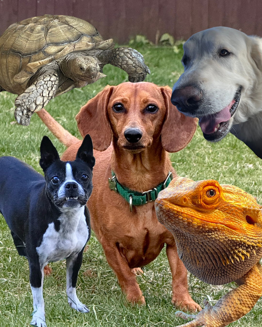 Pet Portraiture Workshop