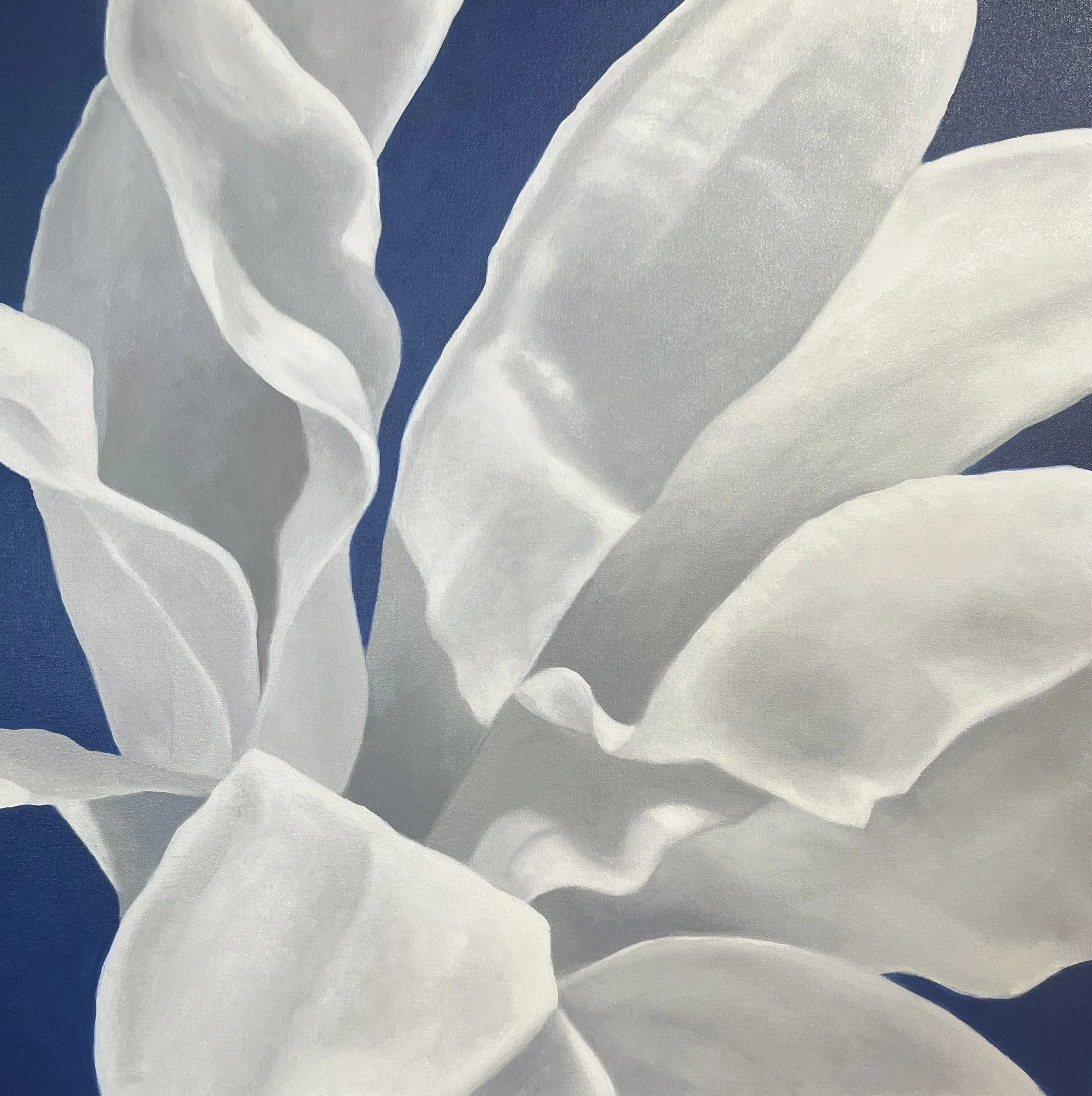 Close-up of white flower petals on a blue background.