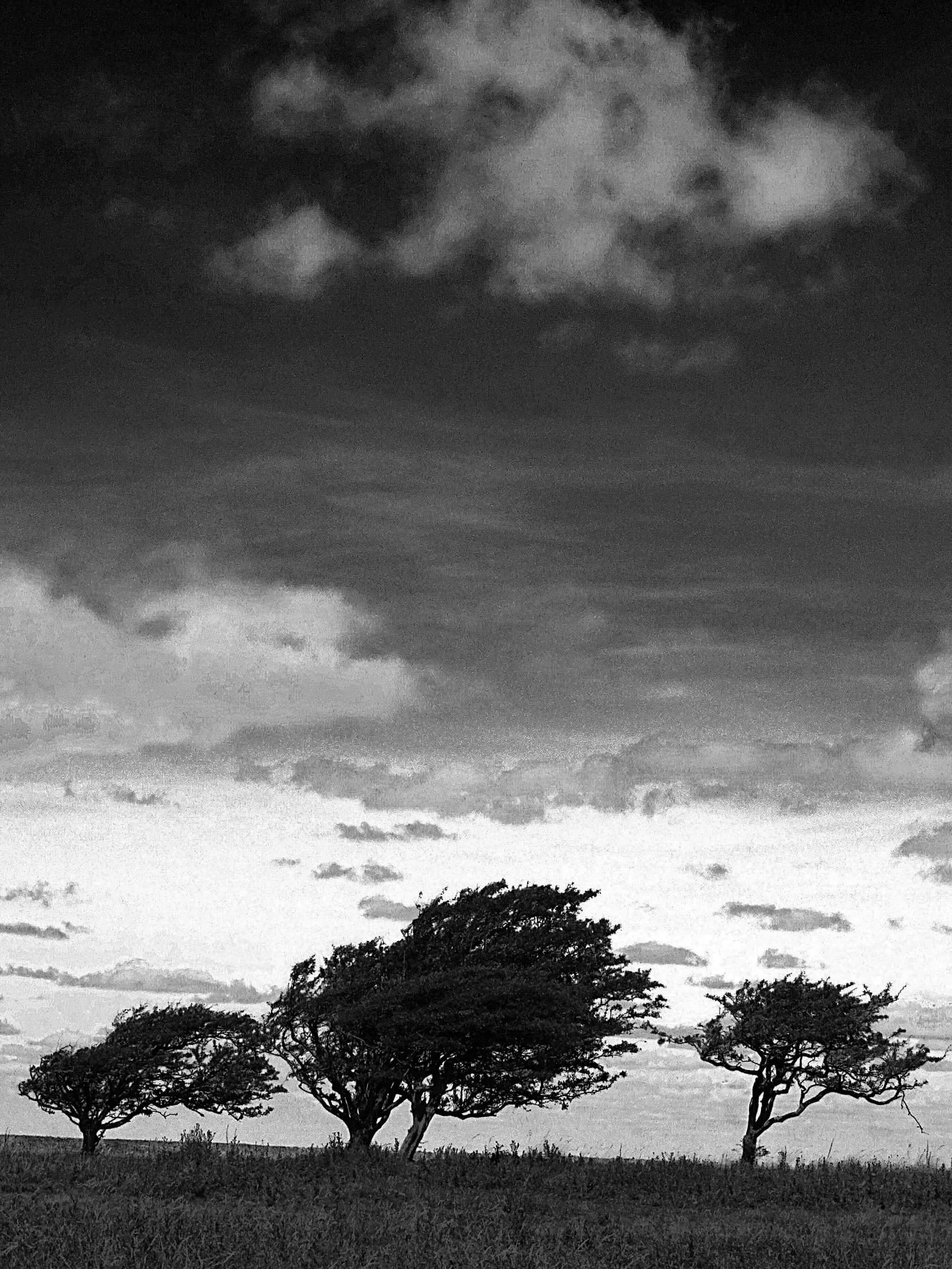 Three Trees