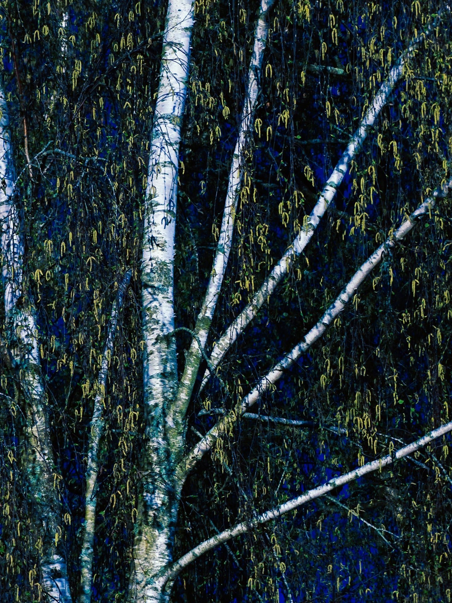 Silver Birch