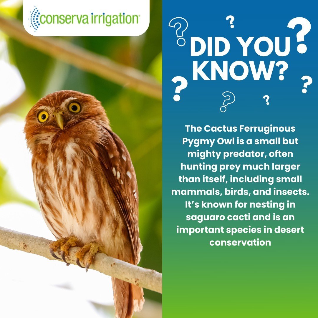 Did you know? 🦉 The Cactus Ferruginous Pygmy Owl is a small yet mighty predator, known for taking on prey much larger than itself! 🌵 This fascinating owl nests in saguaro cacti, utilizing these iconic plants for shelter and hunting grounds. 

By co