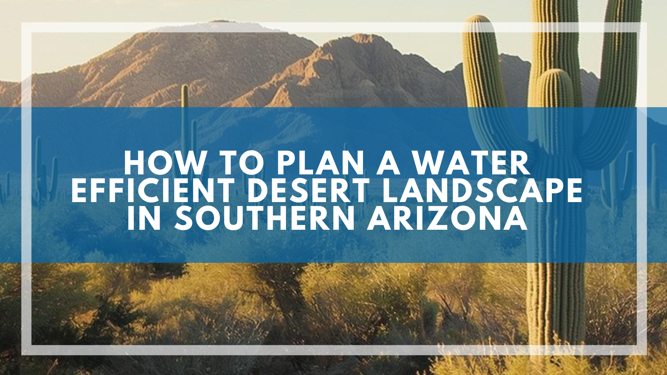 How to Plan a Water Efficient Desert Landscape in Southern Arizona