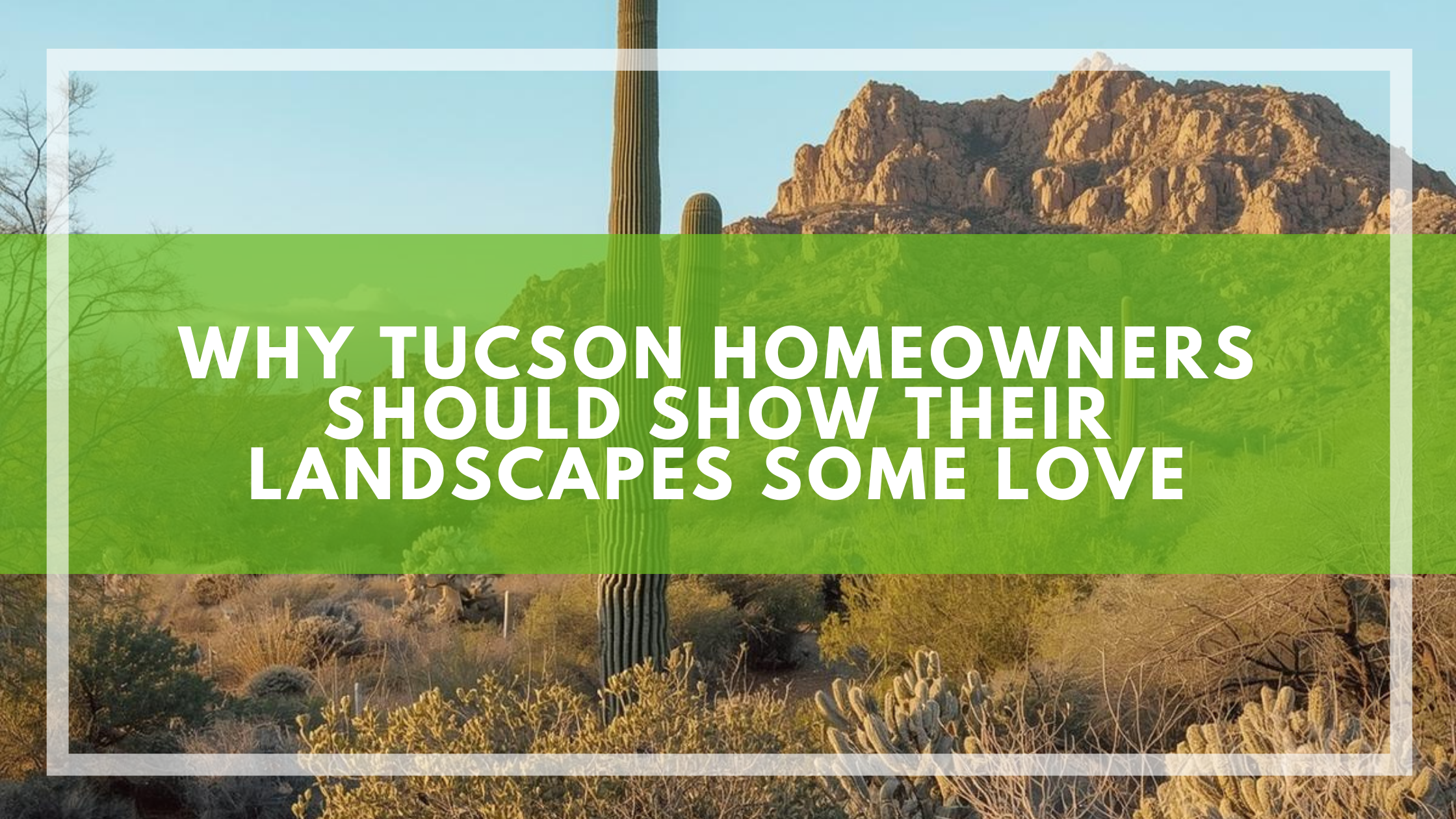 Why Tucson Homeowners Should Show Their Landscapes Some Love