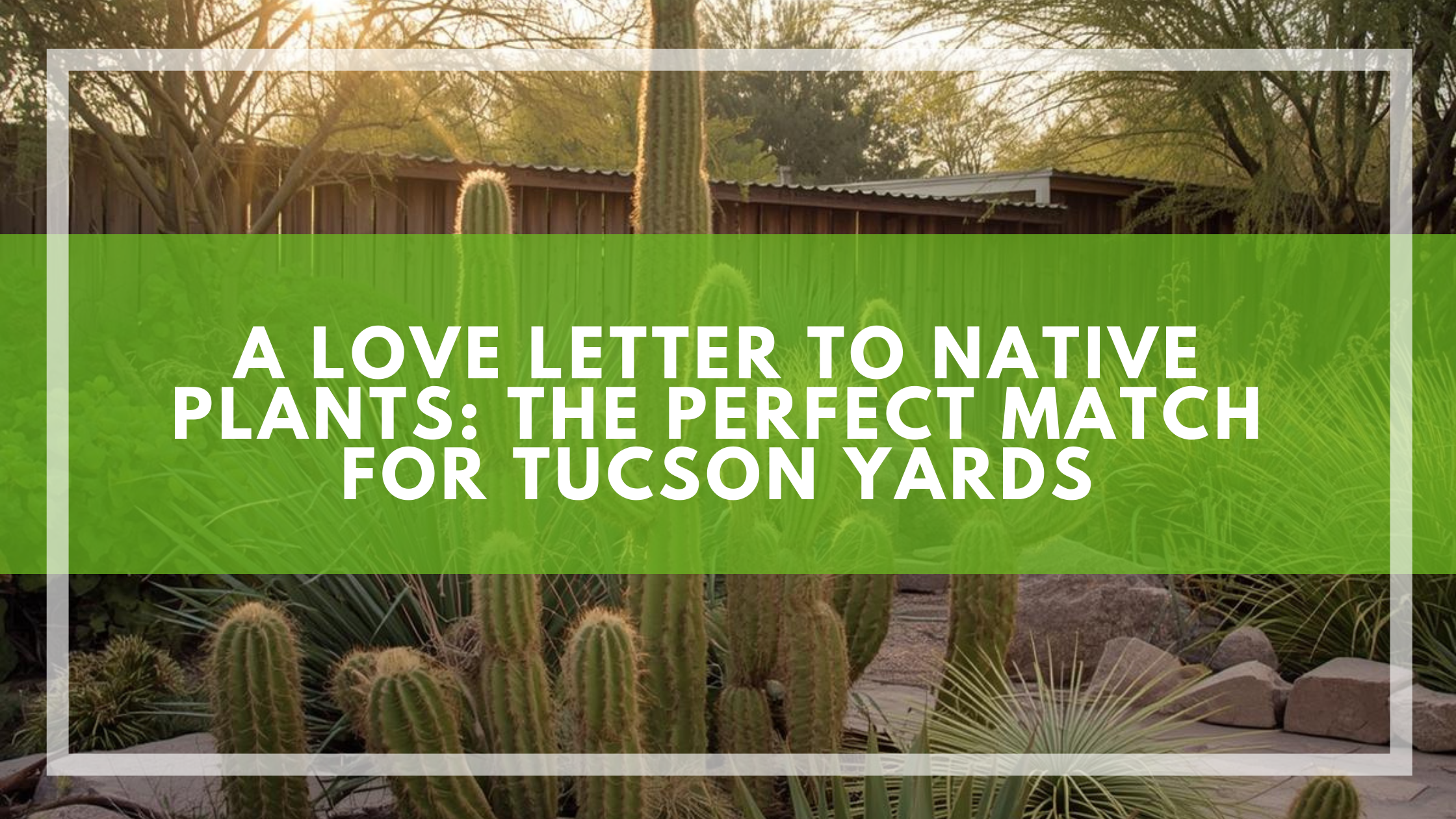 A Love Letter to Native Plants: The Perfect Match for Tucson Yards