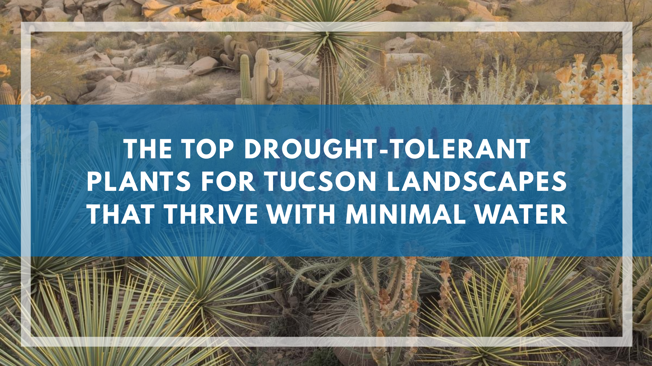 The Top Drought-Tolerant Plants for Tucson Landscapes That Thrive With Minimal Water
