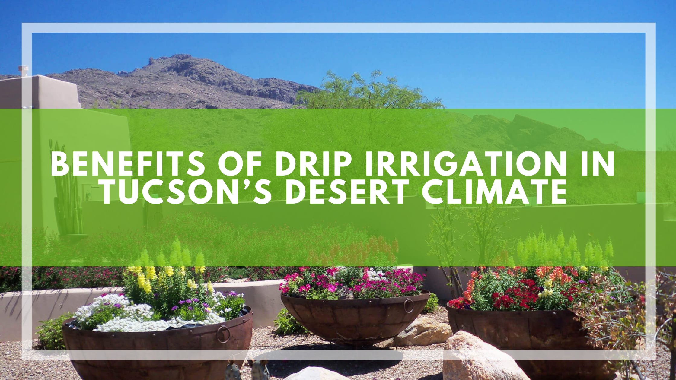 Benefits of Drip Irrigation in Tucson’s Desert Climate
