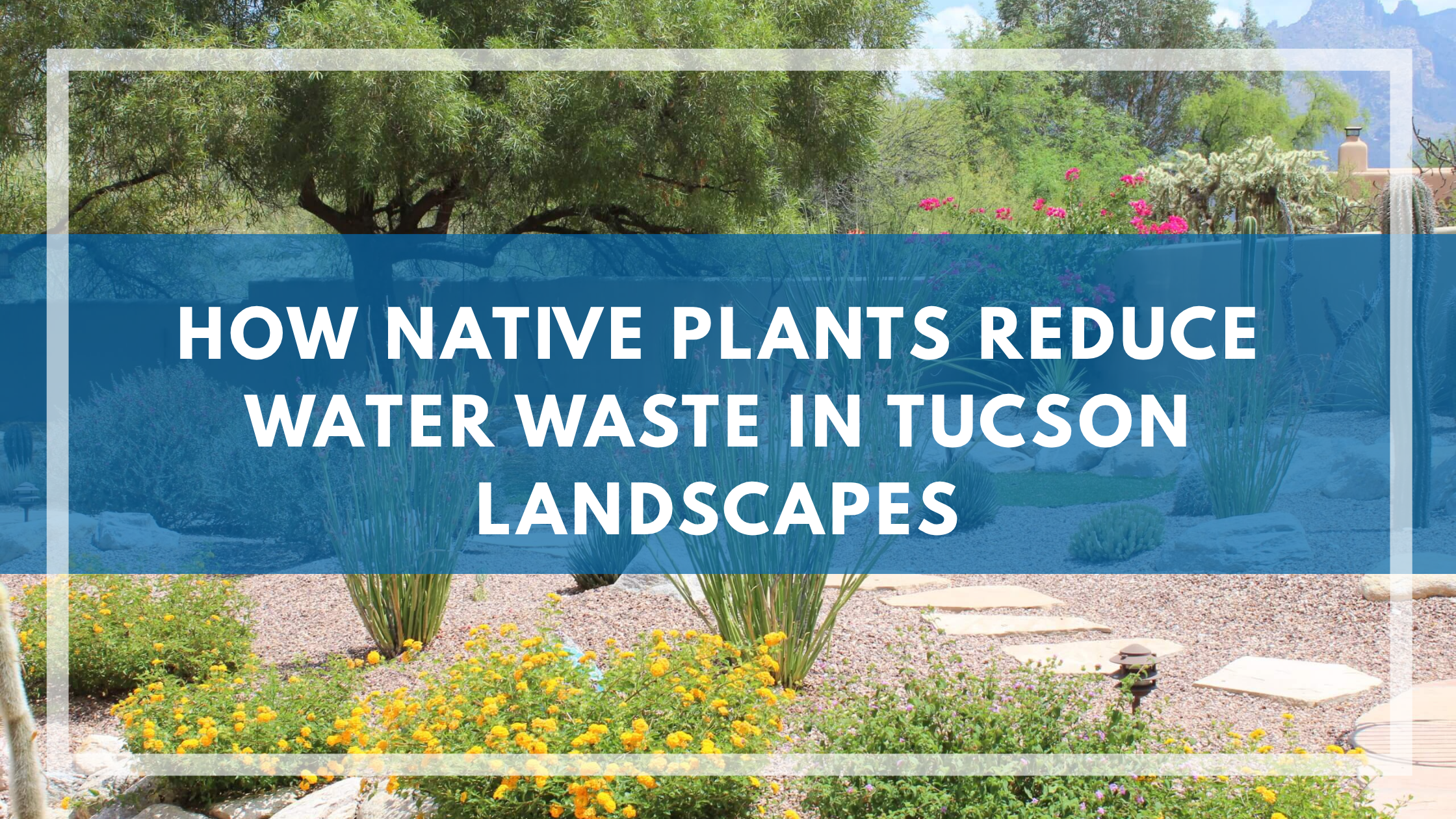 How Native Plants Reduce Water Waste in Tucson Landscapes