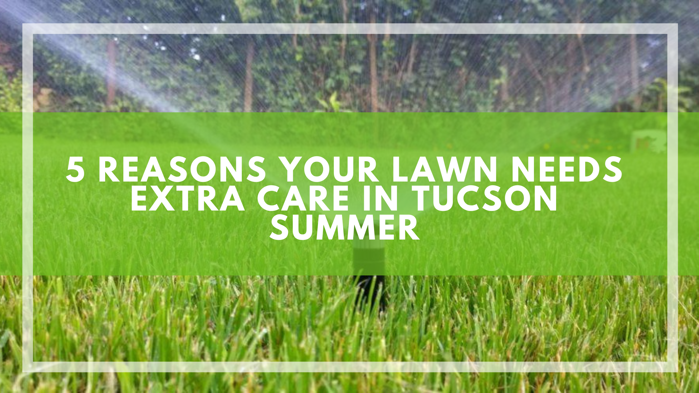 5 Reasons Your Lawn Needs Extra Care in Tucson Summer