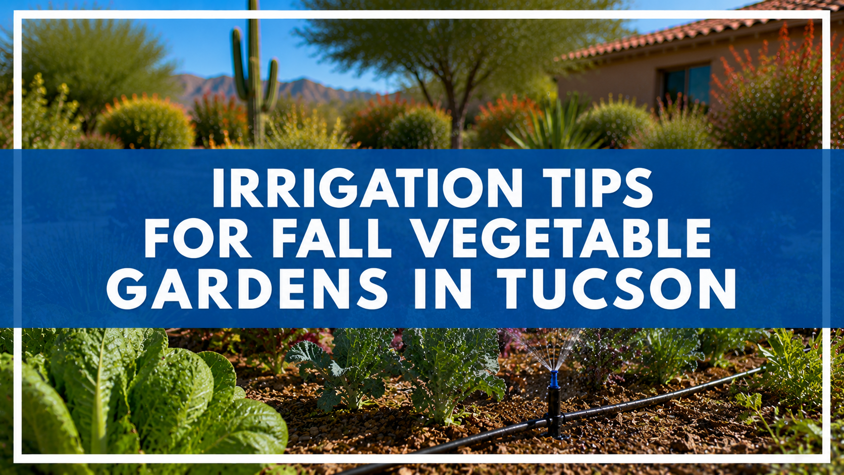Irrigation Tips for Fall Vegetable Gardens in Tucson