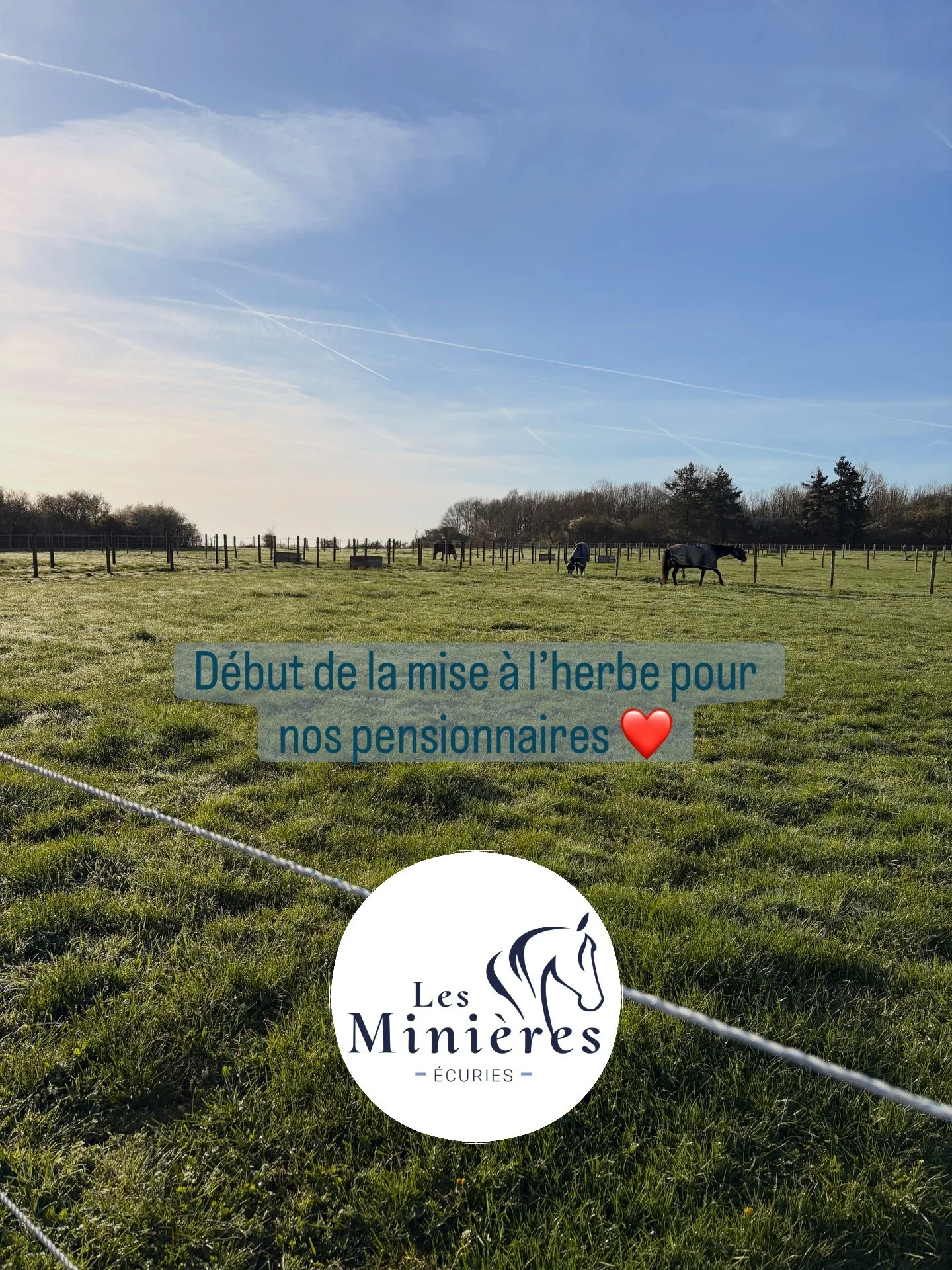 Le printemps approche. Aux @ecurieslesminieres nous d&eacute;marrons de mani&egrave;re progressive la mise l&rsquo;herbe avec une p&eacute;riode d&rsquo;adaptation sur 2 &agrave; 3 semaines. Le syst&egrave;me gastrique de nos compagnons &eacute;quins