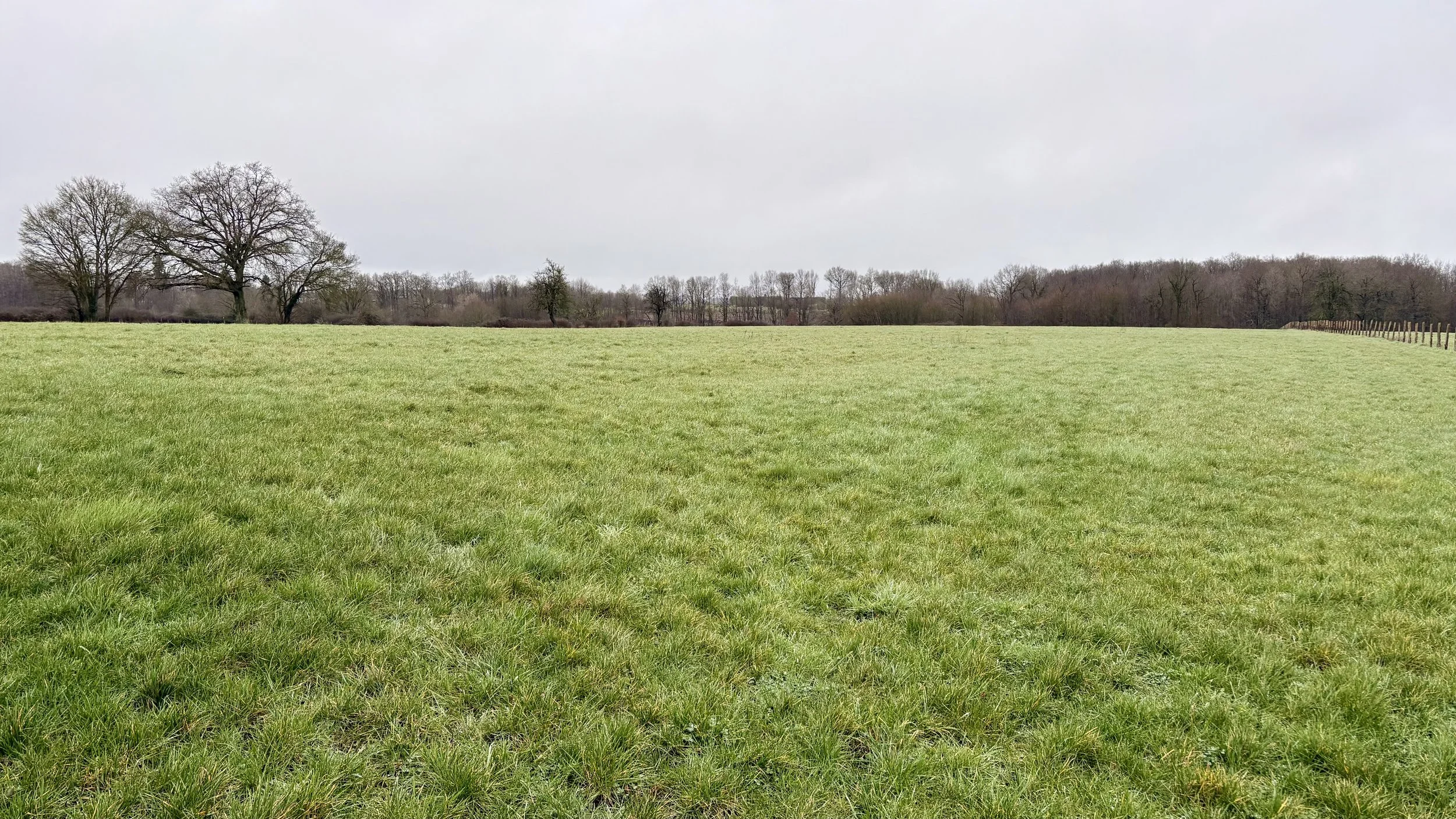 Prairies en herbe pour chevaux