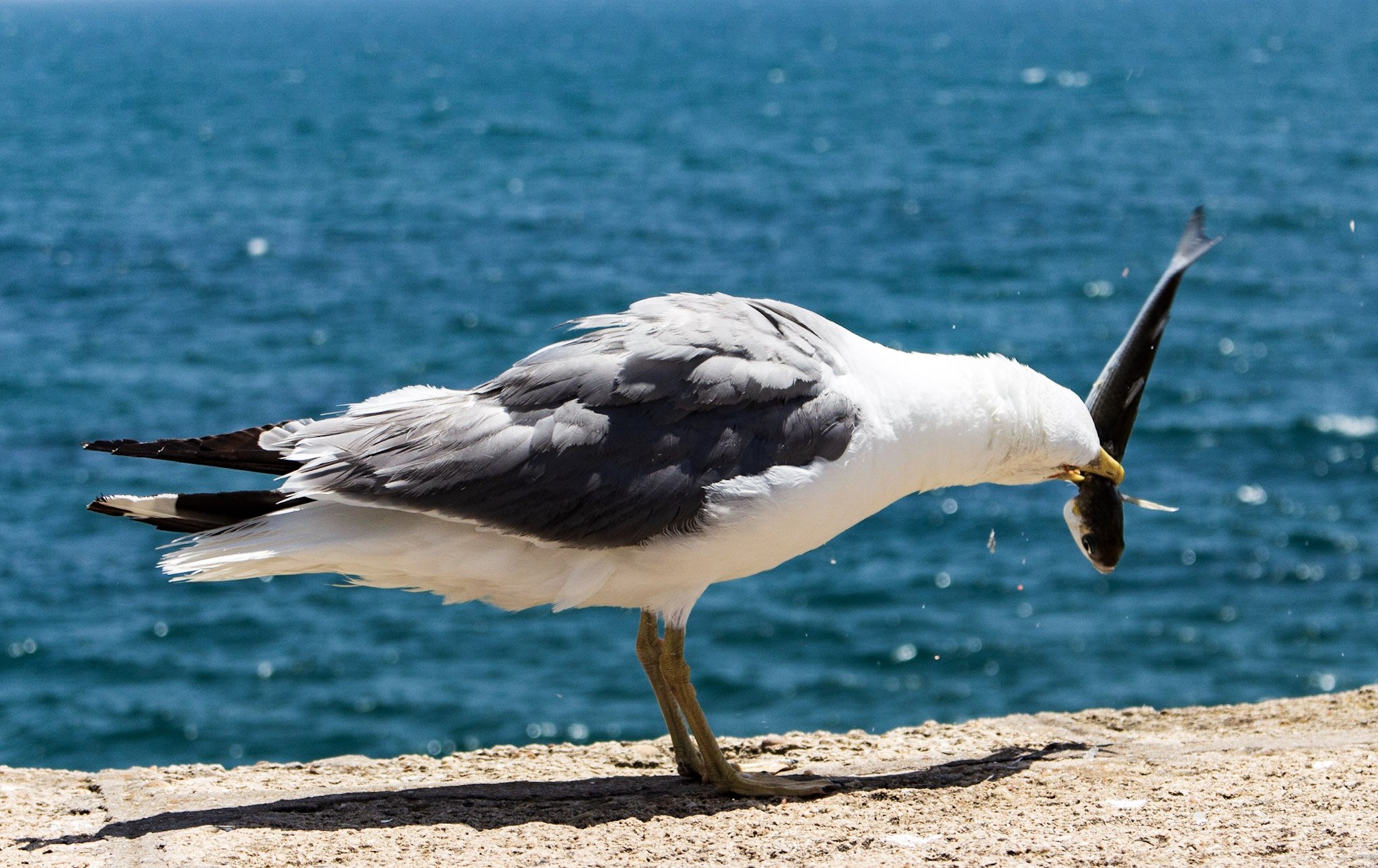 La Caleta (Cádiz)