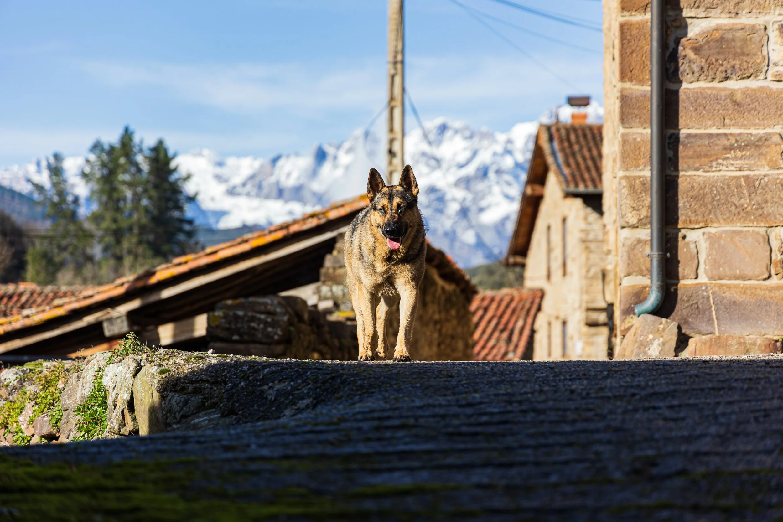 San Andrés, Liébana