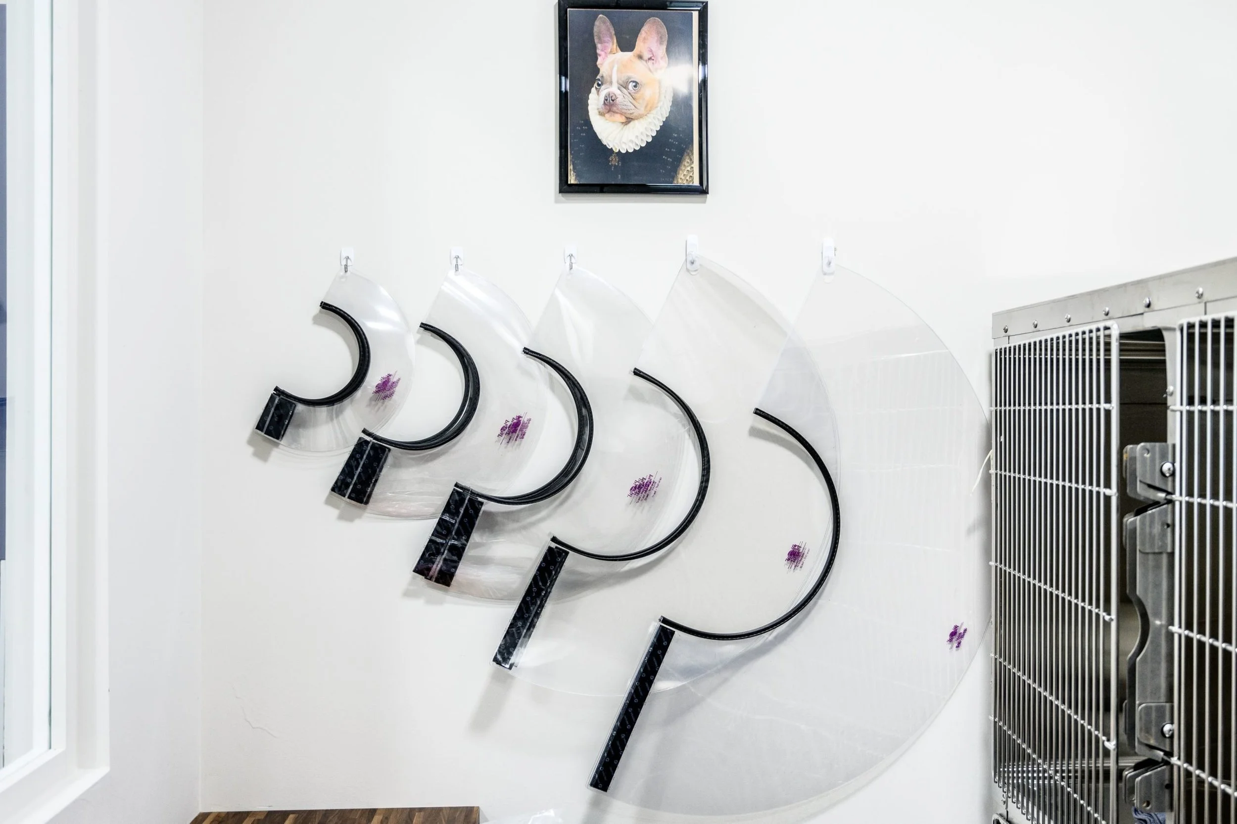 e-collar-scaled.jpg