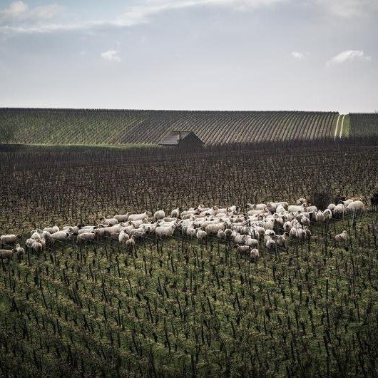 Wine Feature 🤩

2023 Fouassier &quot;La Garenne&quot; Sancerre
Sancerre, Loire Valley, France

From one of the oldest winemaking families in Sancerre&mdash;farming since 1742 and still crushing it ten generations later&mdash;comes this biodynamicall