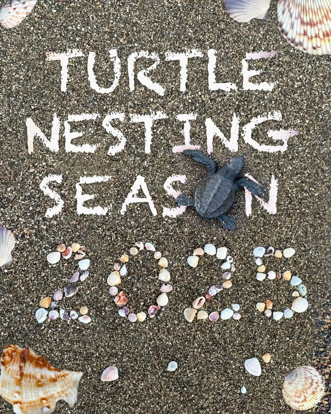 THAT&rsquo;S A WRAP on this year&rsquo;s turtle nesting season! 🙌🏼 🐢🎉 And not just on any ol&rsquo; season&hellip; It&rsquo;s a wrap on the BEST SEASON since the start of the project almost 20 years ago!! It seems our efforts are paying off 🐢🐢?