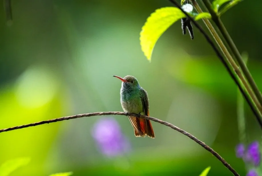 One of our smaller inhabitants at the finca, but certainly also our shiniest ✨
Janet, our rufous-tailed hummingbird, was captured by the talented Carlos Rodriguez with a lot of patience 📸. 

#hummingbirds #birdsofcostarica #colibr&iacute;