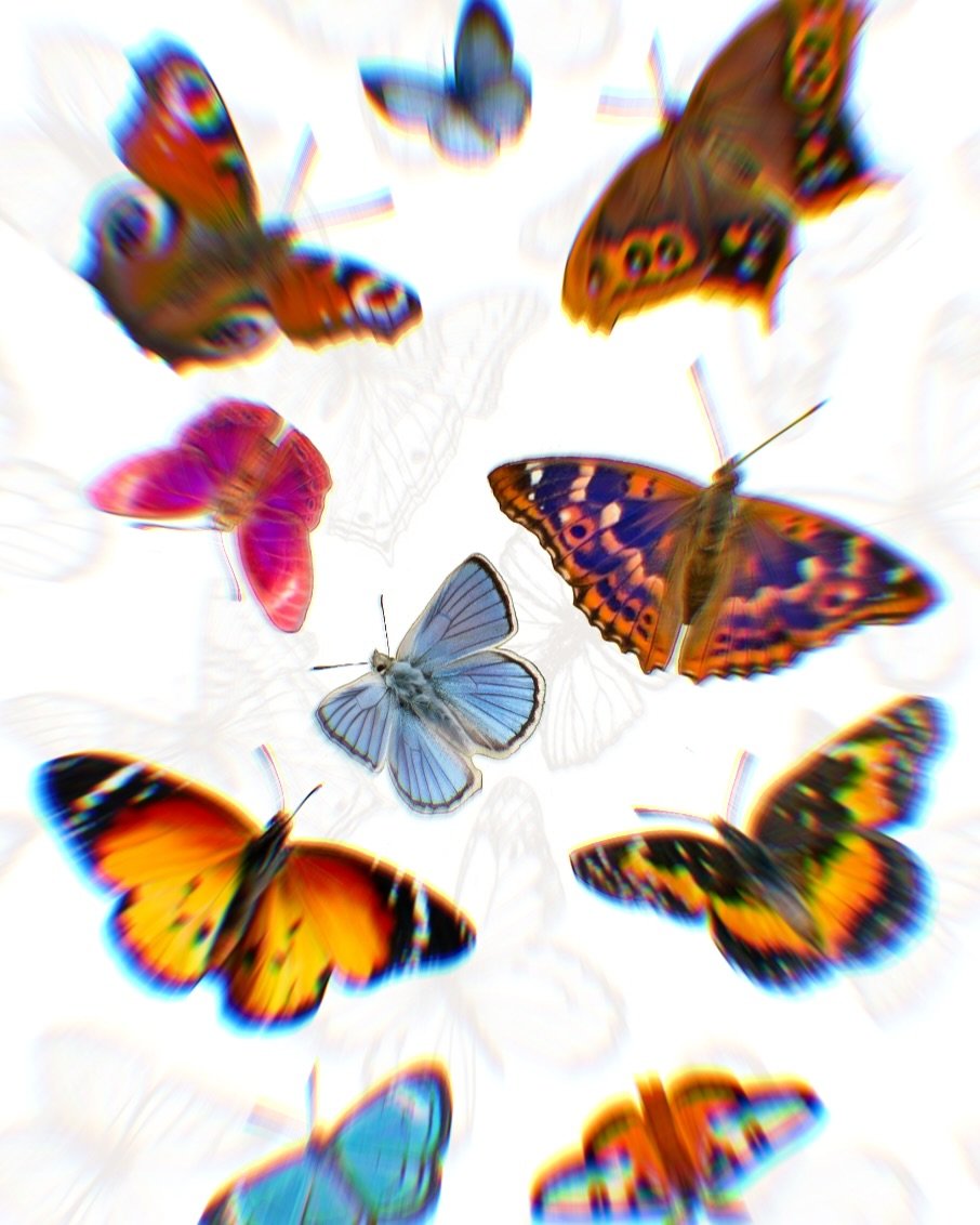 🦋 Hello hi hello 🦋 
I have some butterflies here I&rsquo;d like to tattoo! I love doing my realism floral designs and I&rsquo;d like to get some more butterflies into my portfolio. 
I will offer these at a flat rate. 

After looking through a lot o