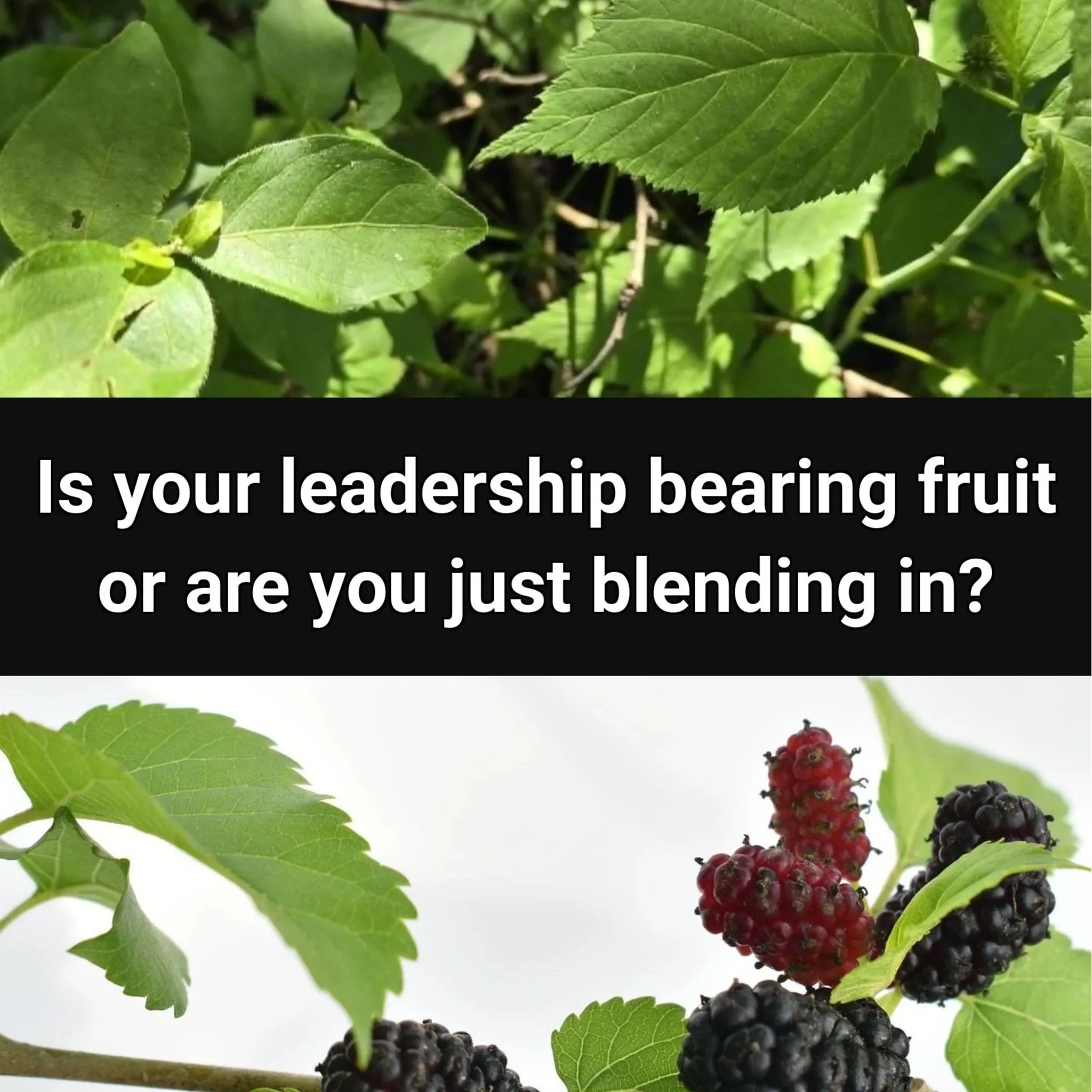 Is your leadership bearing fruit or are you just blending in?