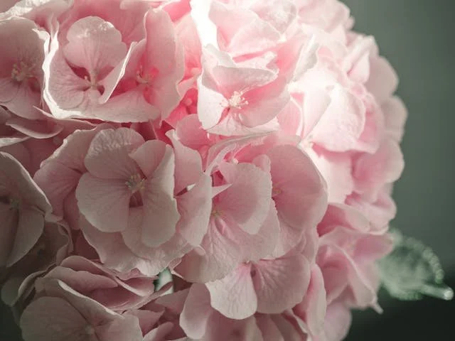 pink flowers up close