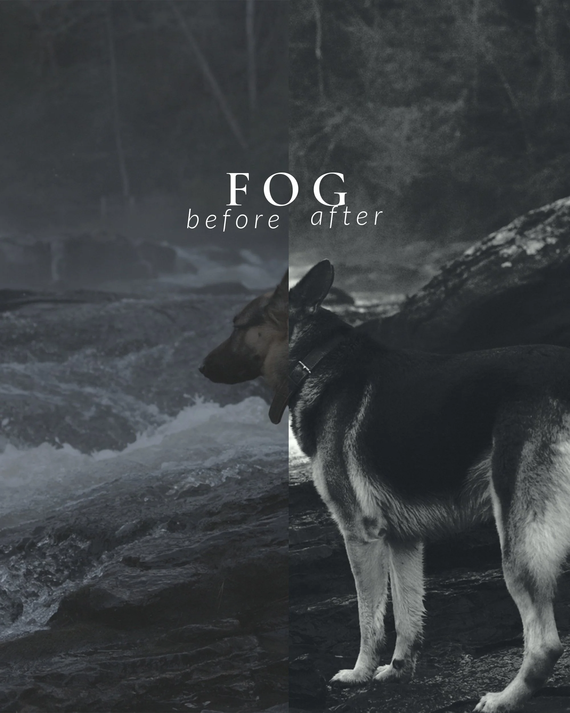 Dog - FOG.jpg