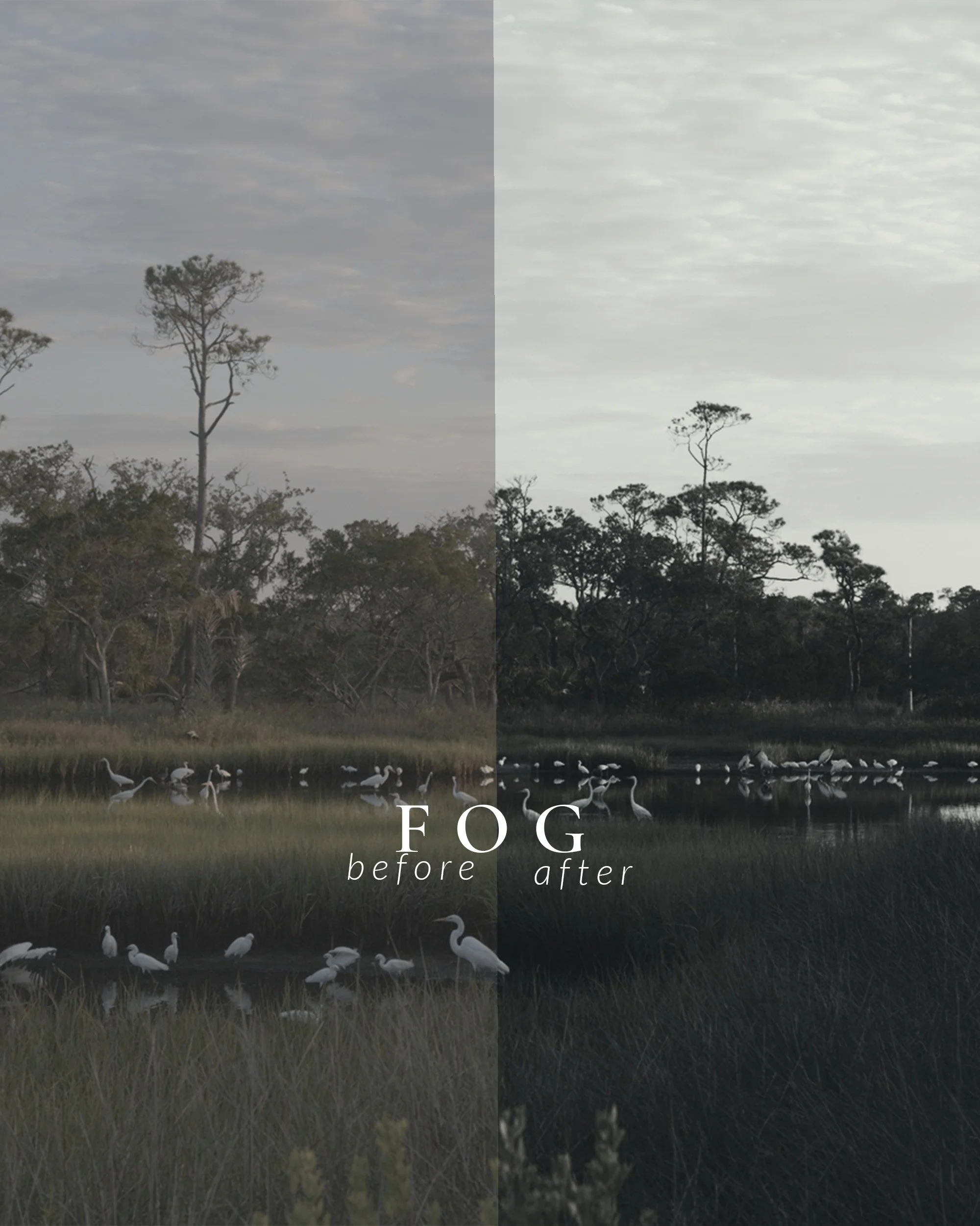 Marsh - FOG.jpg