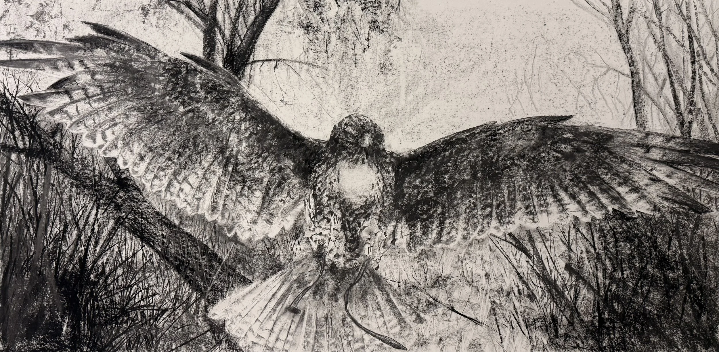 “Summoning the Wild”  
Dimensions 
Graphite on paper