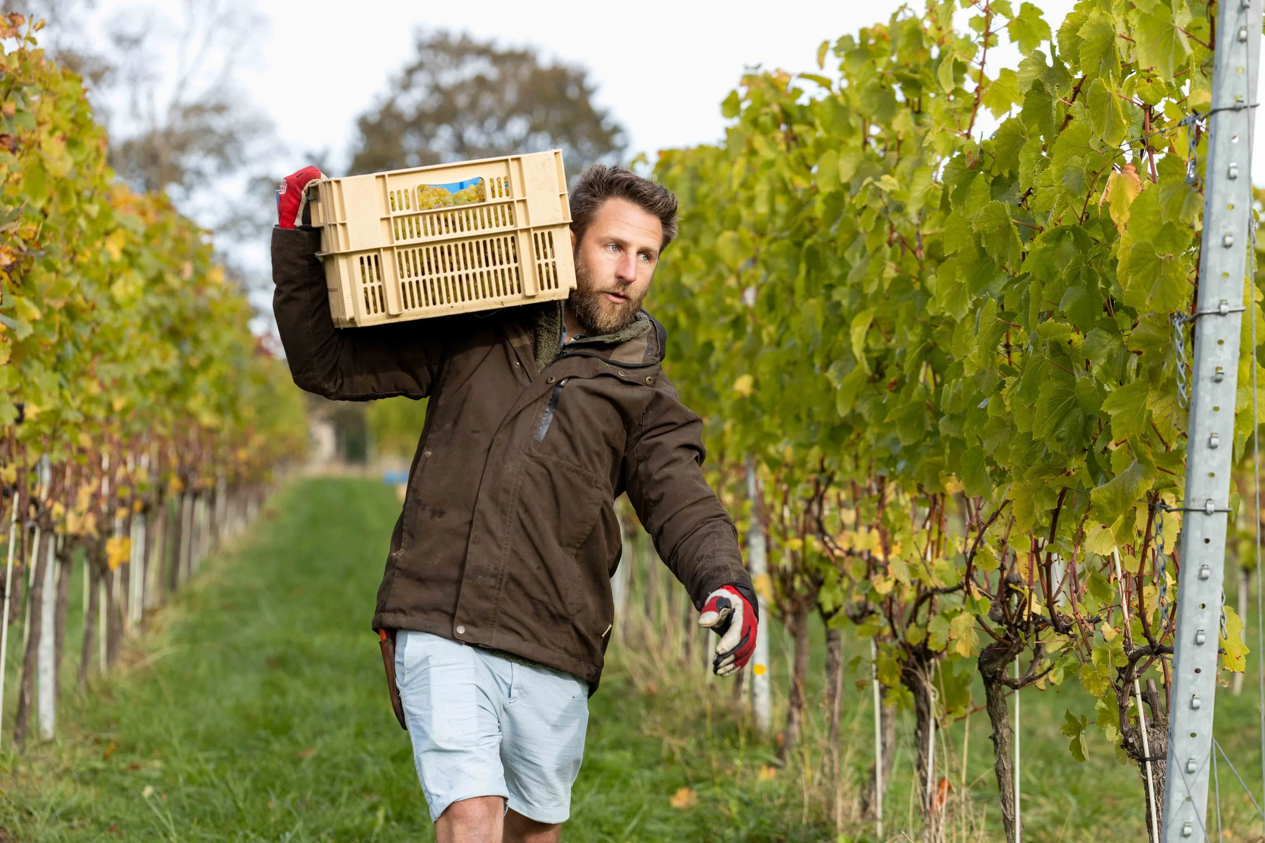 Vinescapes Gallery-17.jpg