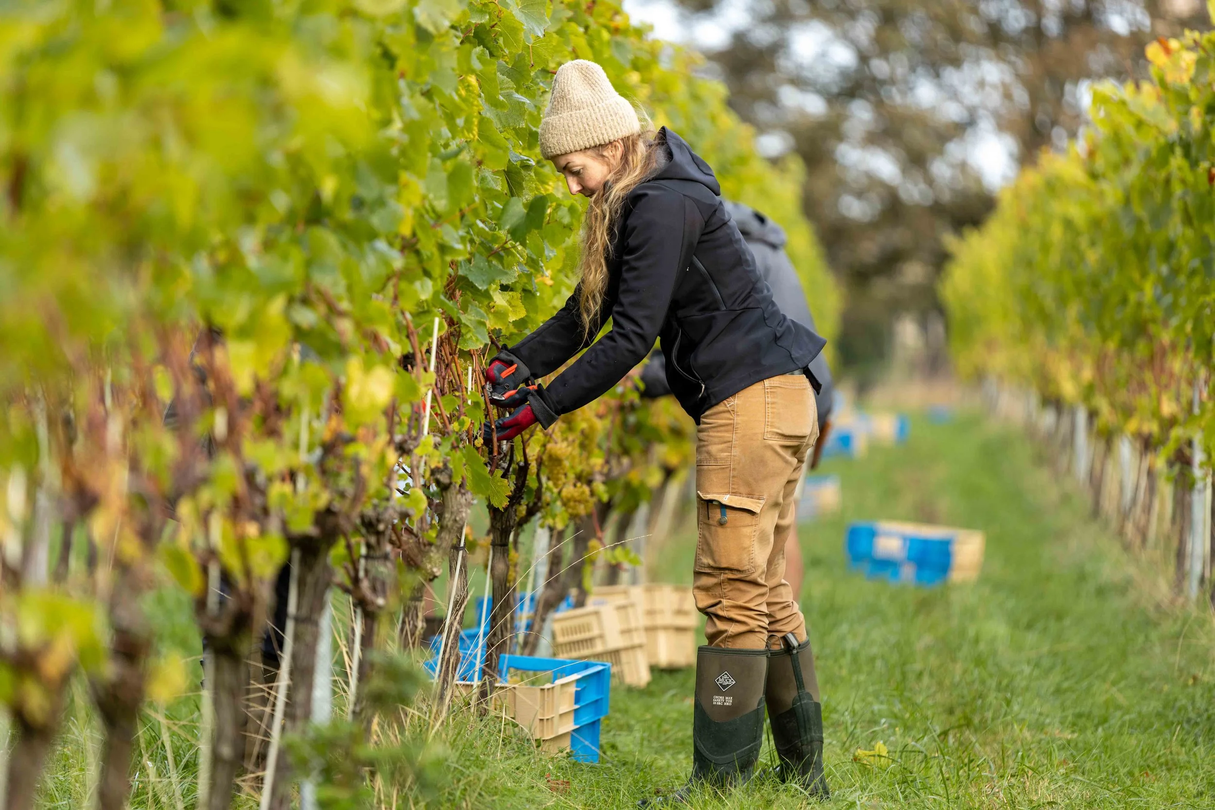 Vinescapes Gallery-7.jpg