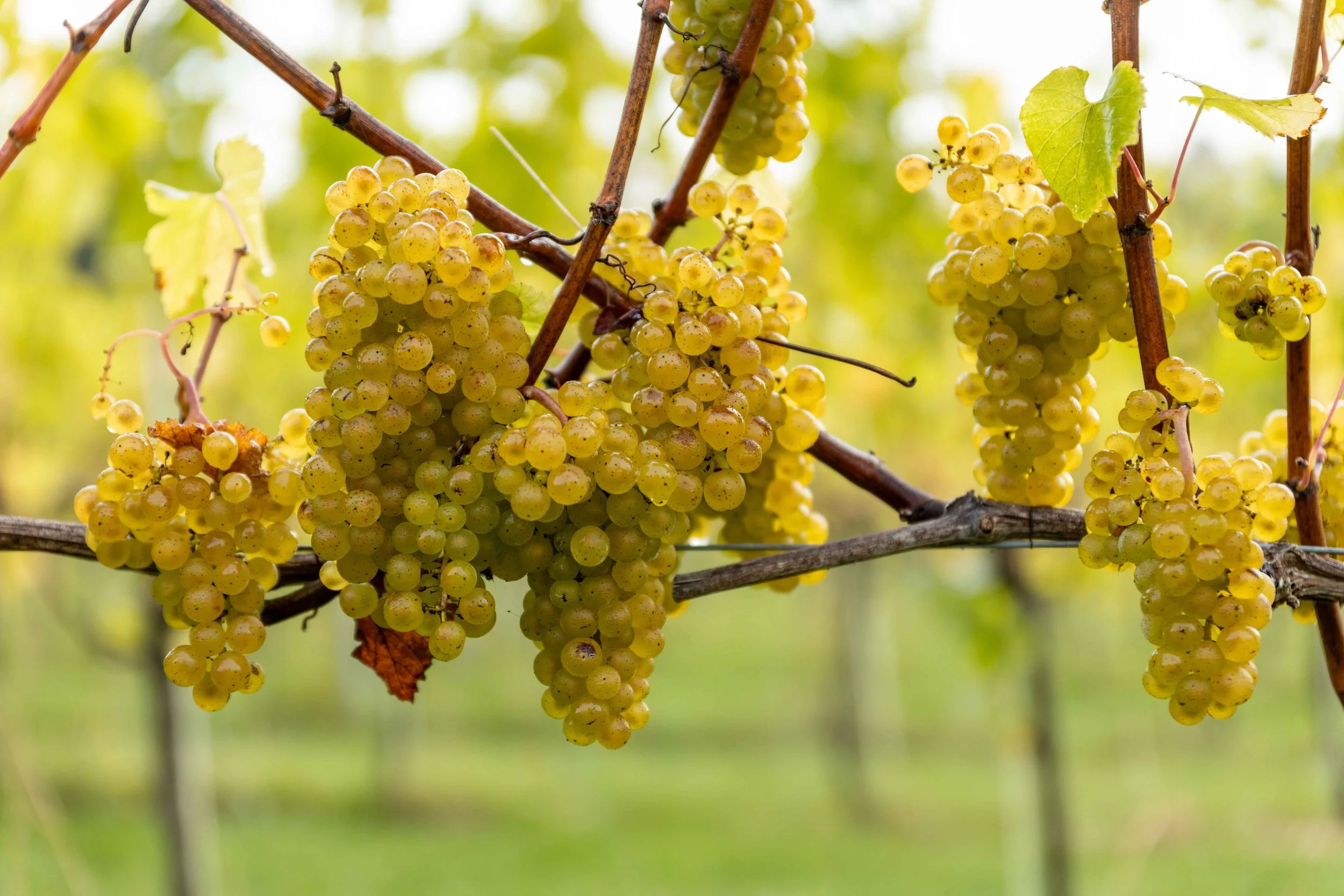 Vinescapes Gallery-1.jpg