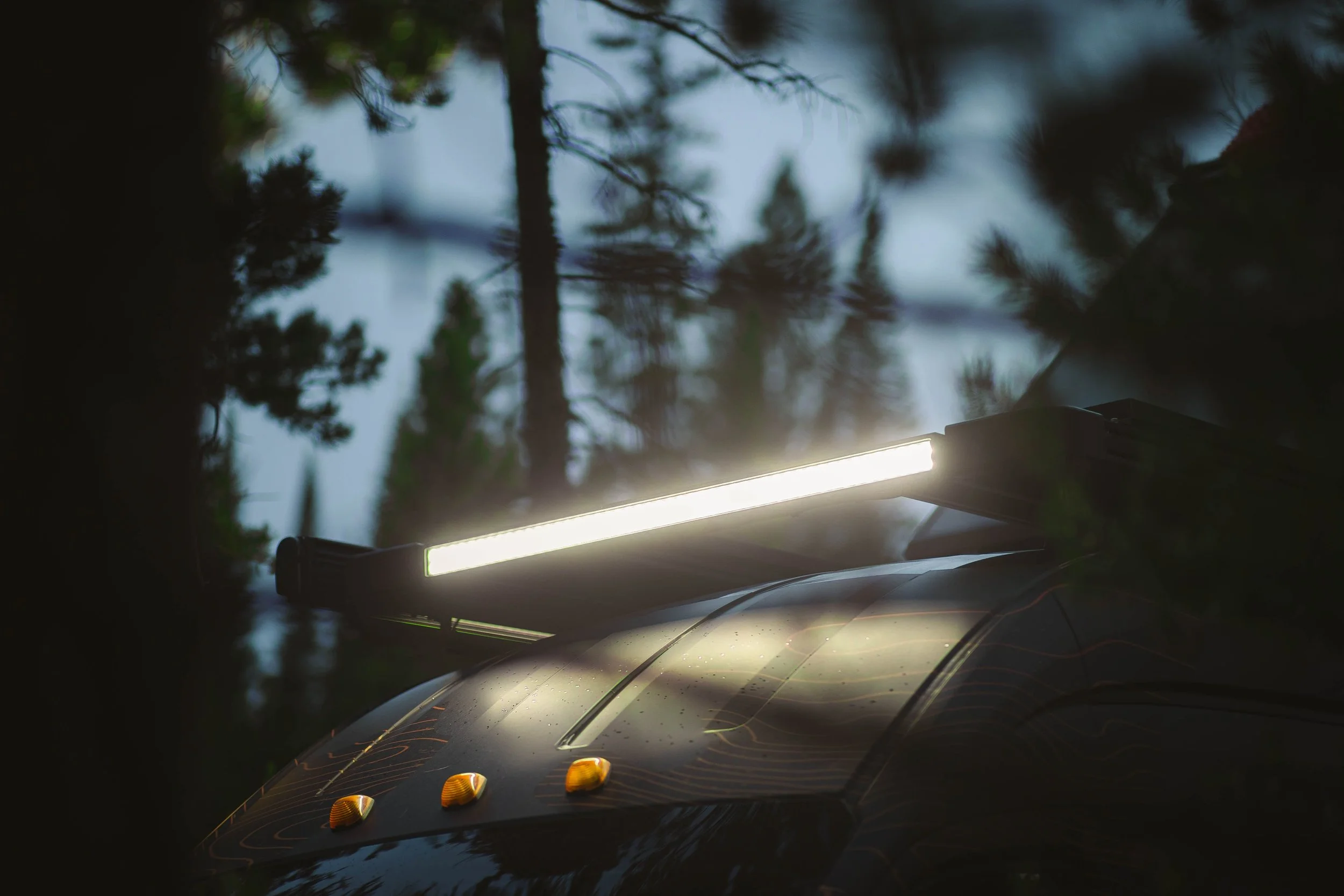 Forest (1 of 1)-8.JPG