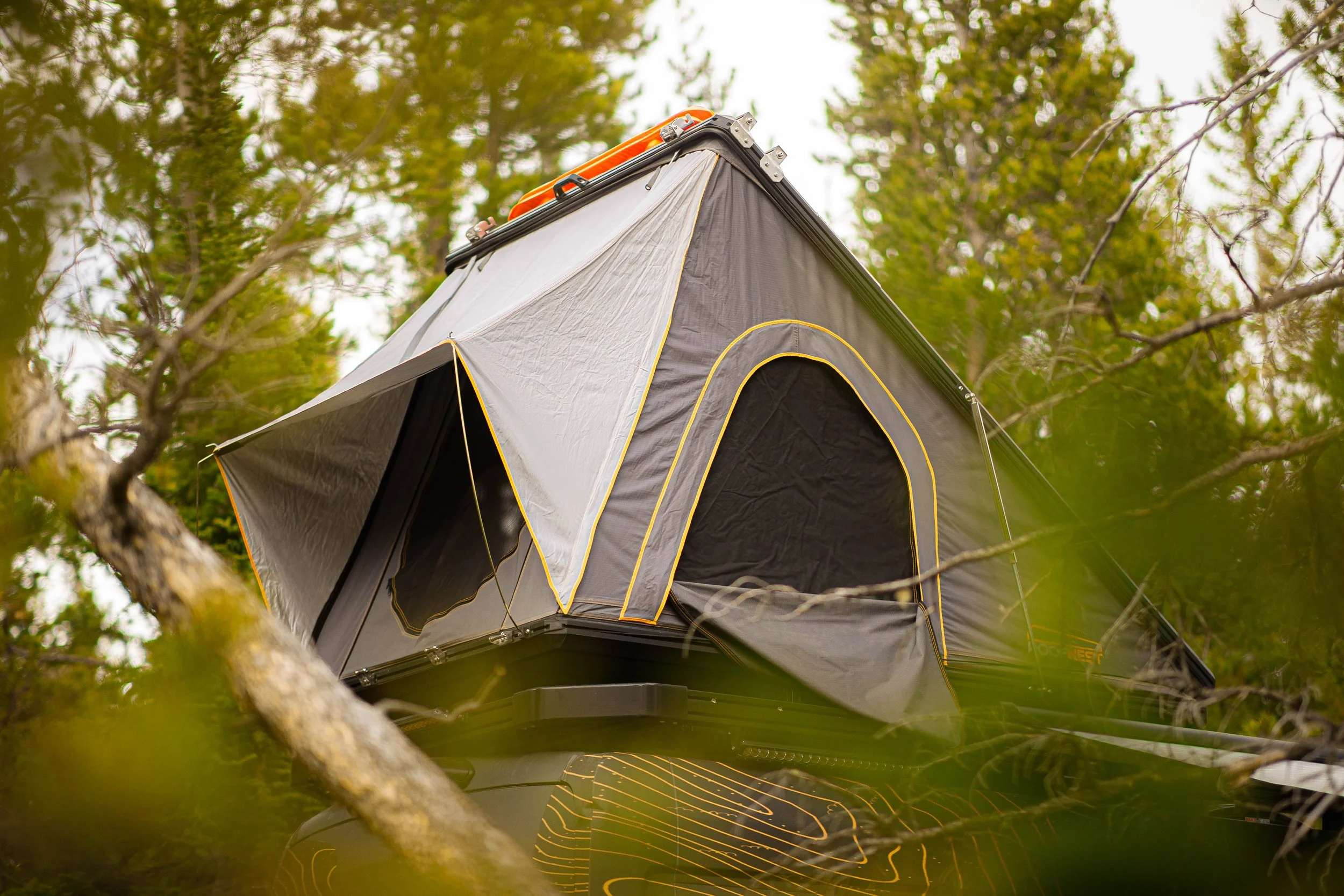 Forest (1 of 1)-2.JPG