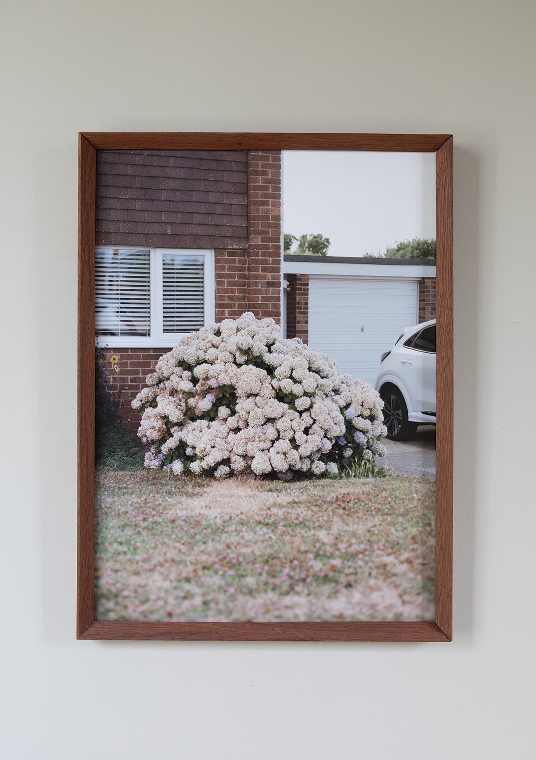 HYDRANGEAS 01.jpg