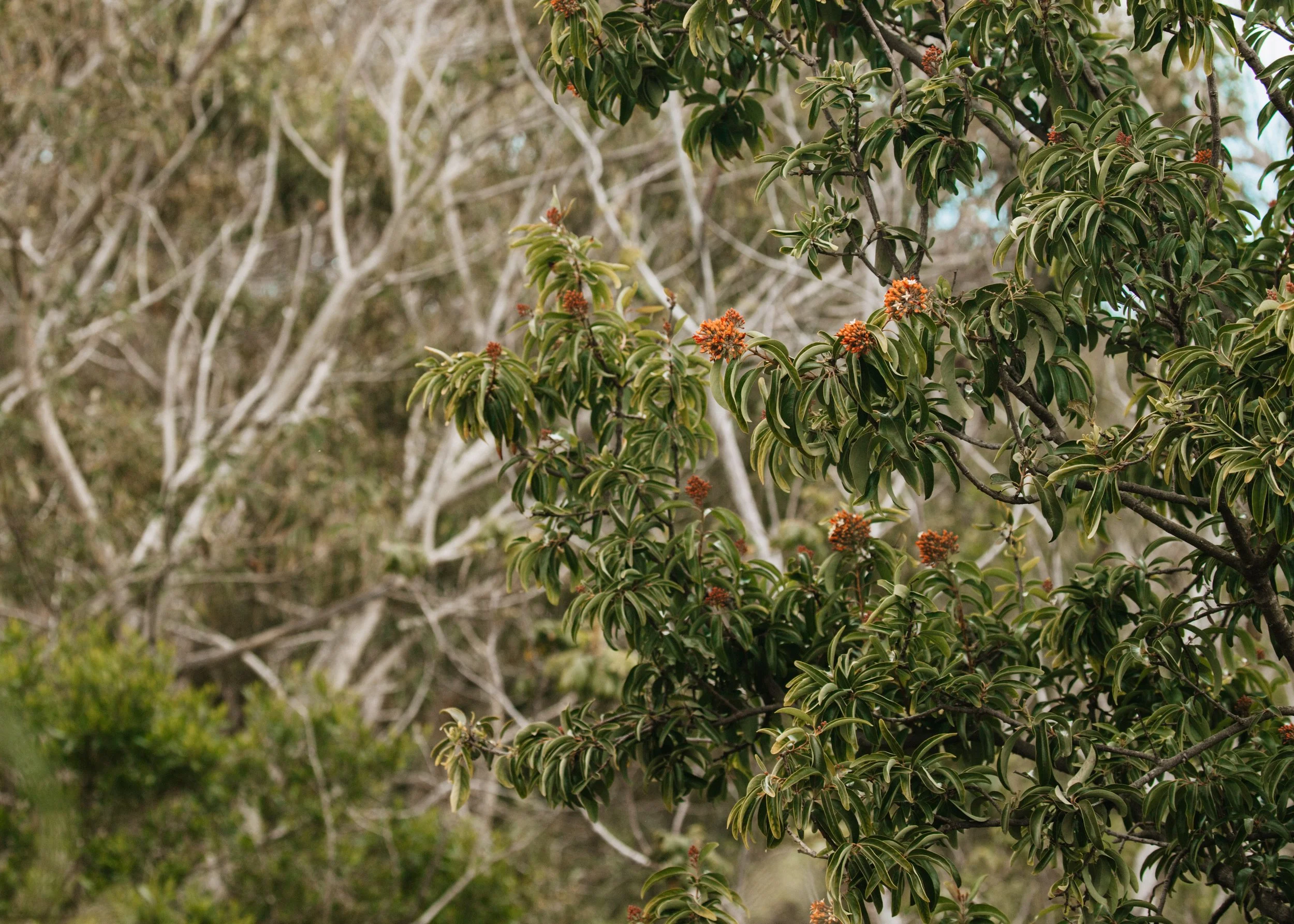 Skyline Hawaii-1740.jpg