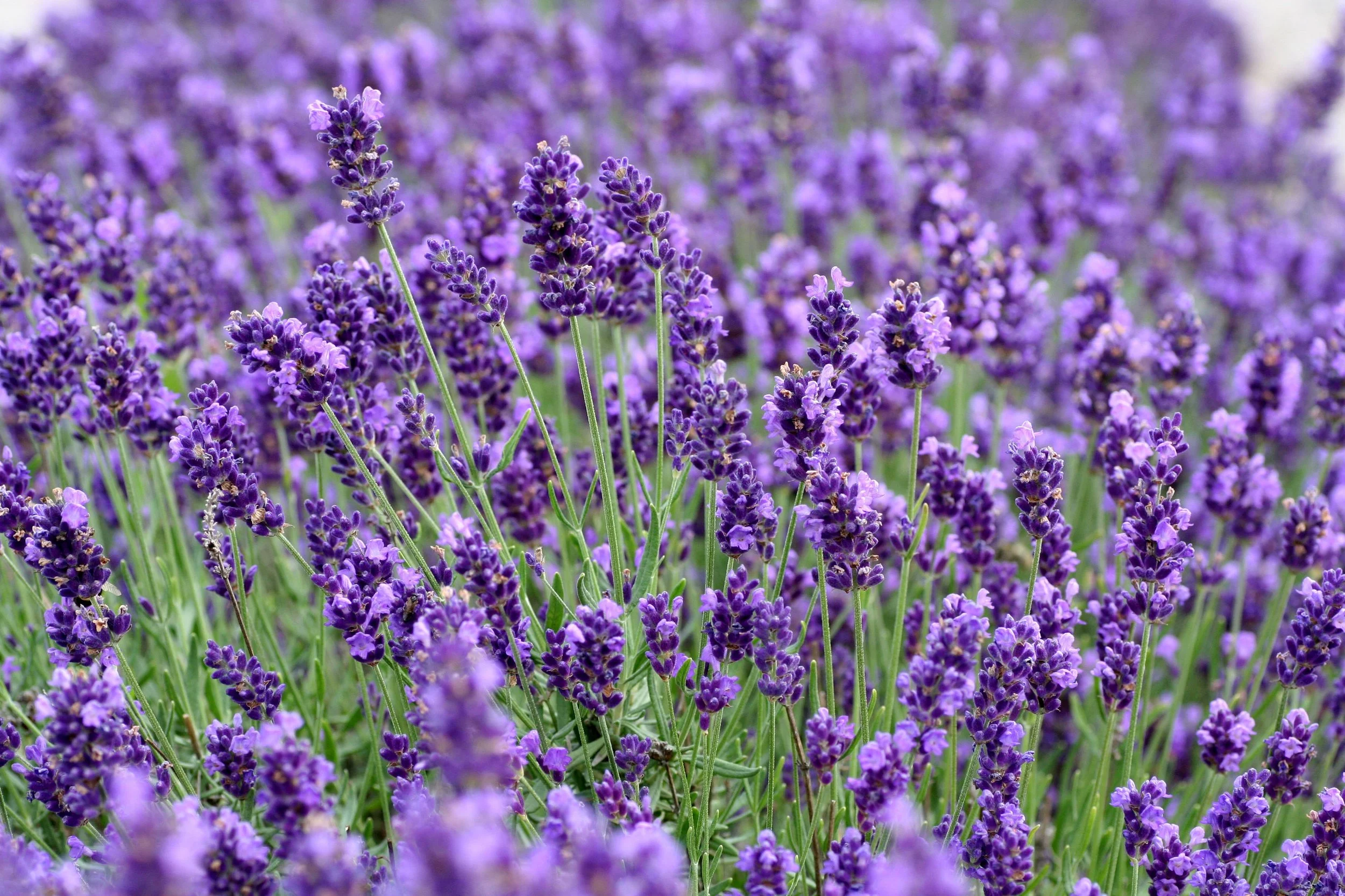 vecteezy_close-up-of-lavender_1271331.jpg
