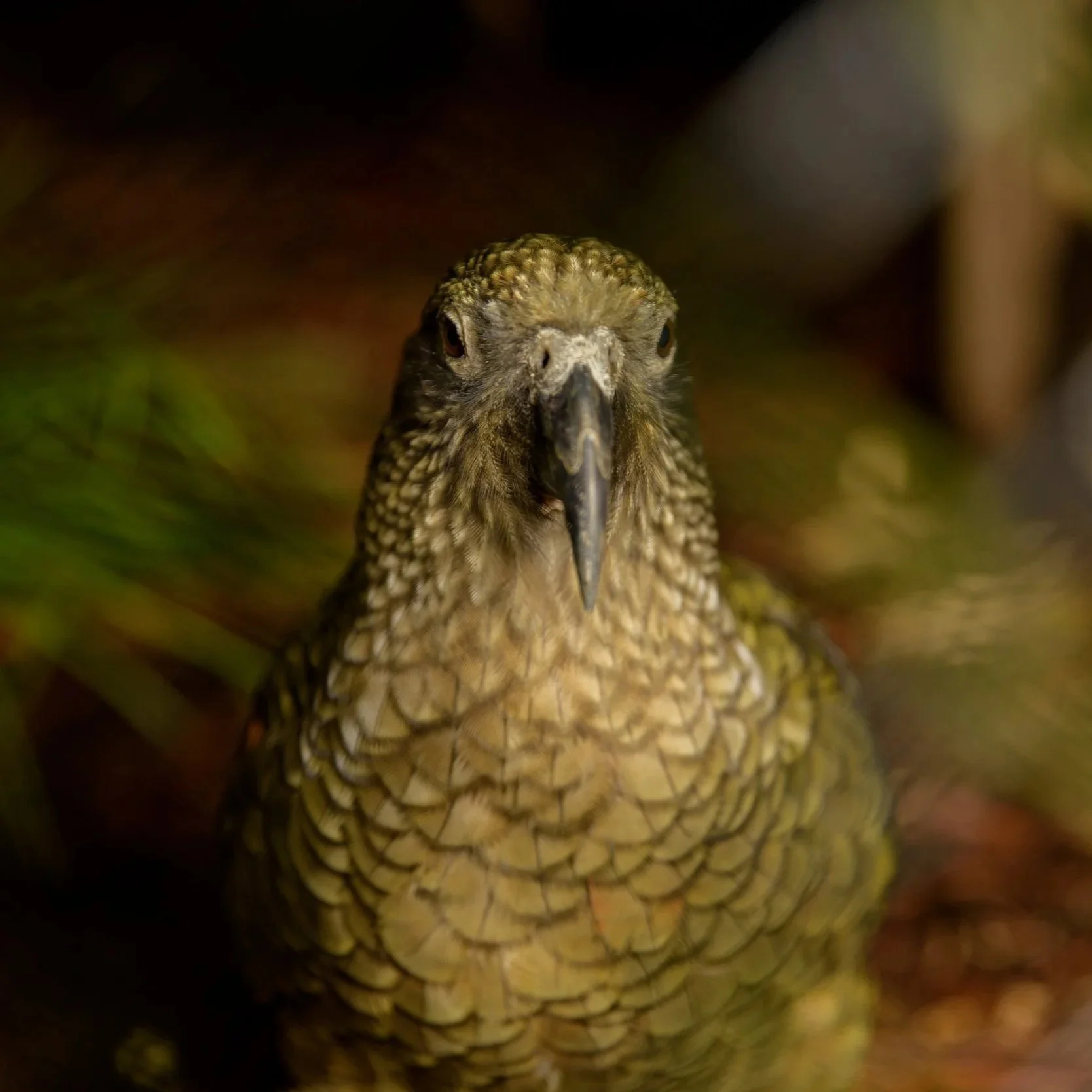 Rainbow Springs Nature Park - 9519 - Large.jpg