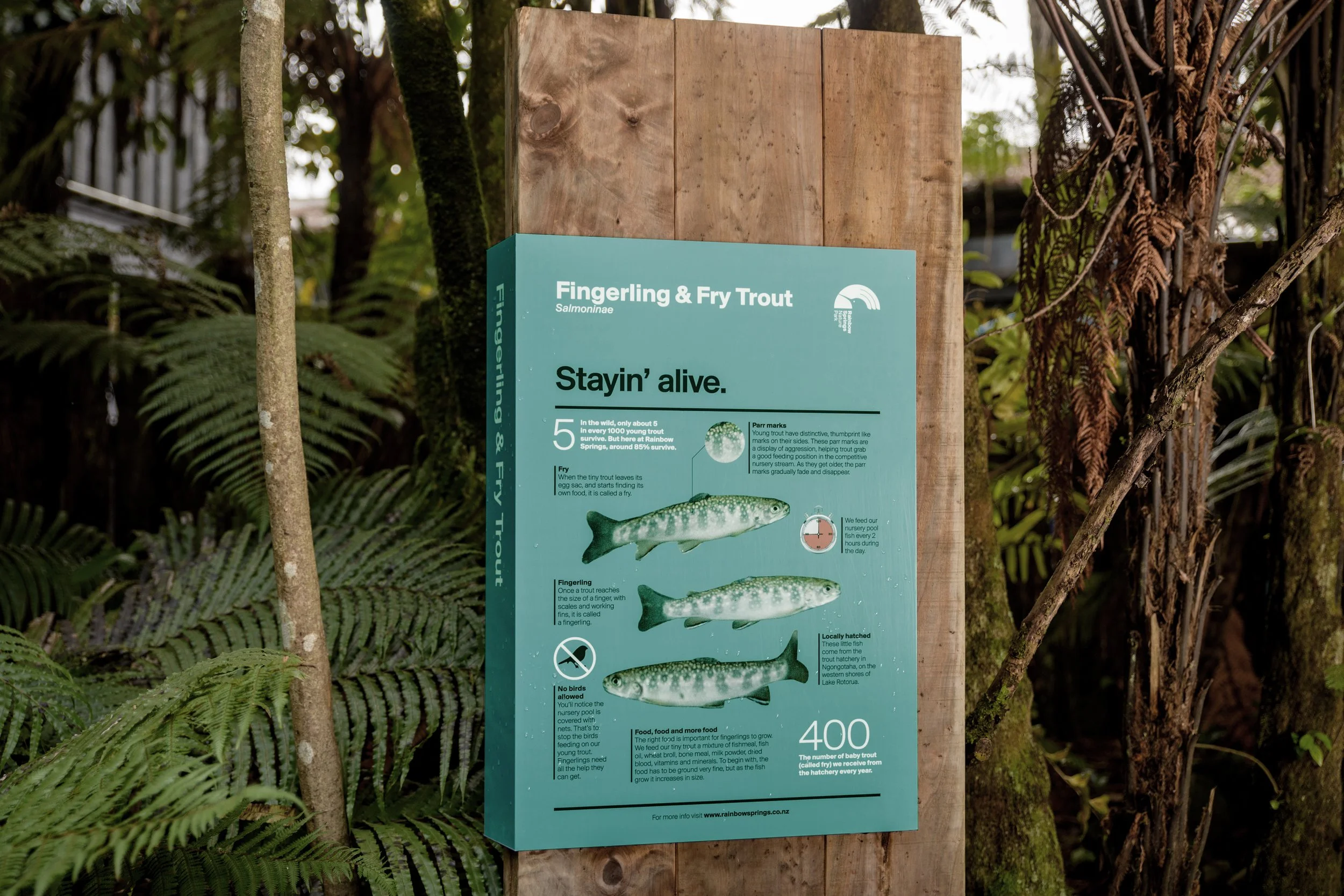 Rainbow Springs Nature Park - 9692 - Large copy.jpg