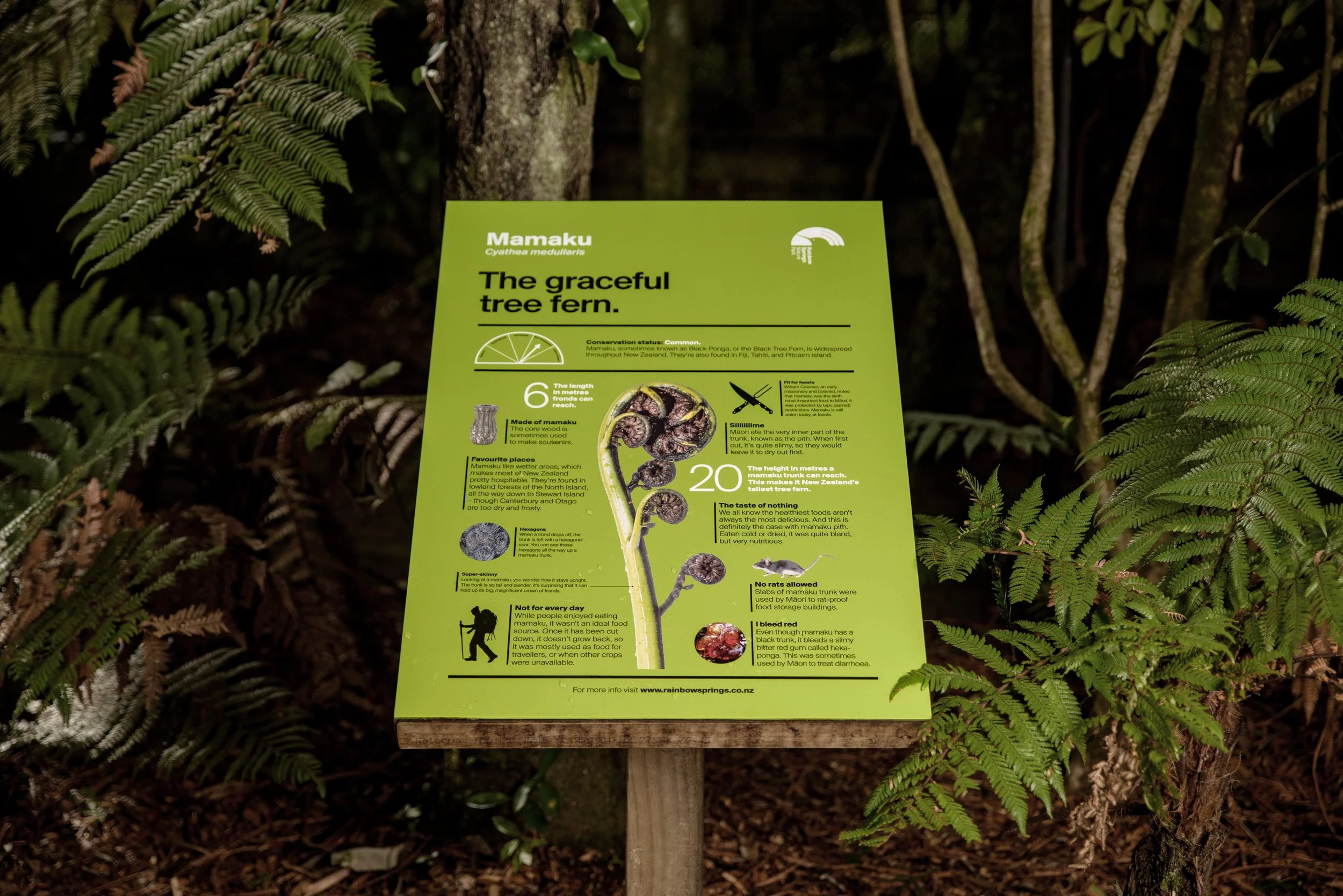 Rainbow Springs Nature Park - 9658 - Large copy.jpg