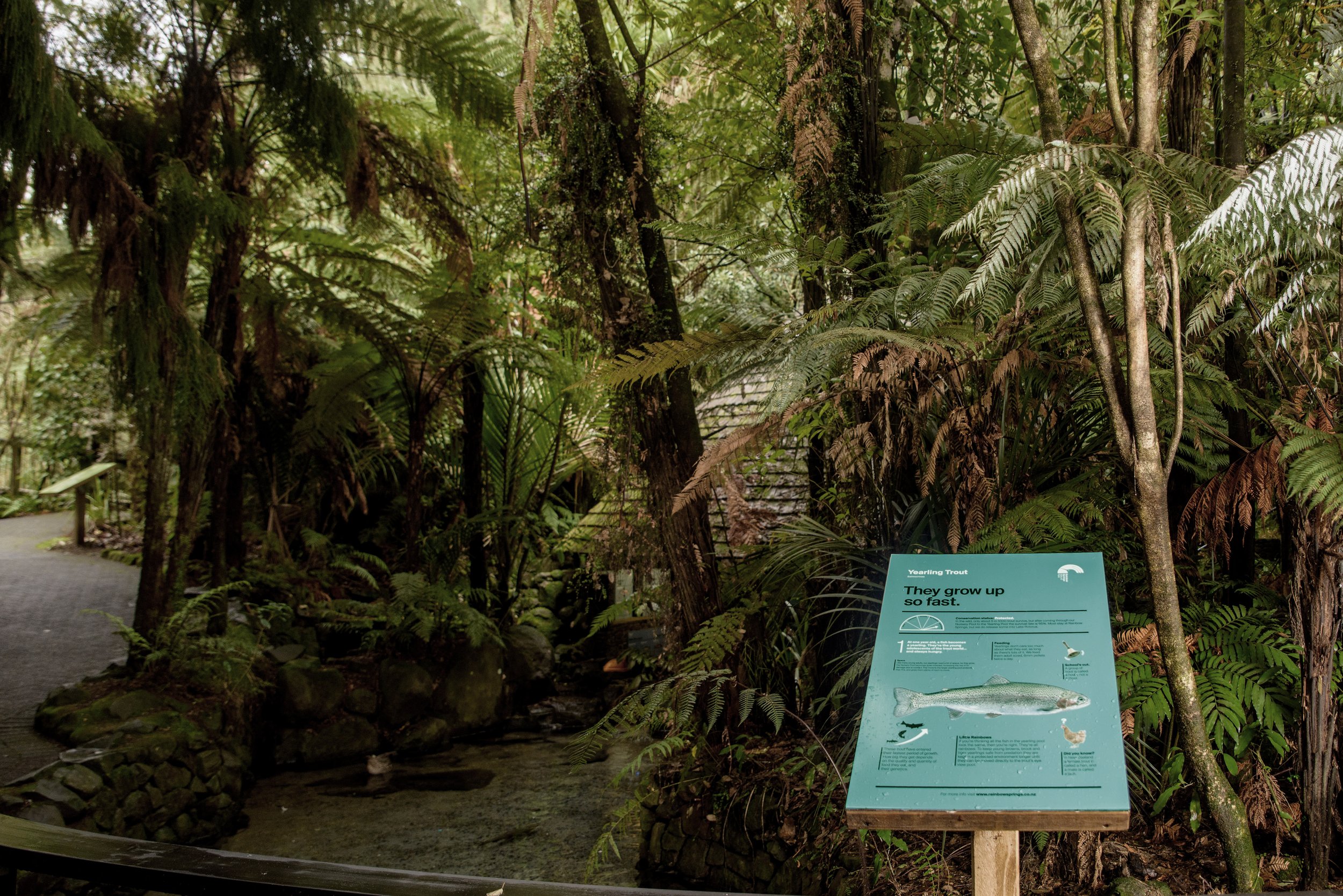 Rainbow Springs Nature Park - 9322 - Large.jpg