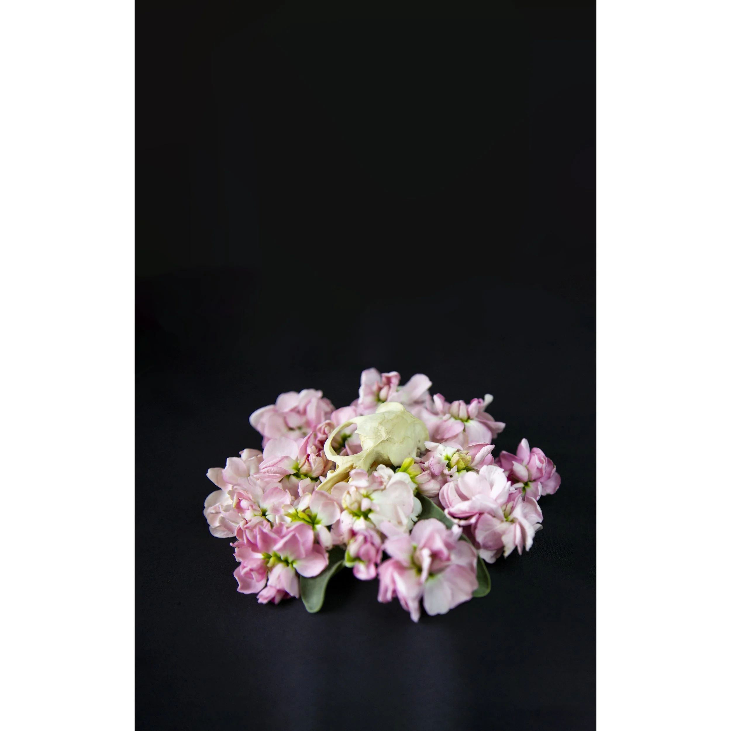 MuskratPink-928A0231V2.jpg