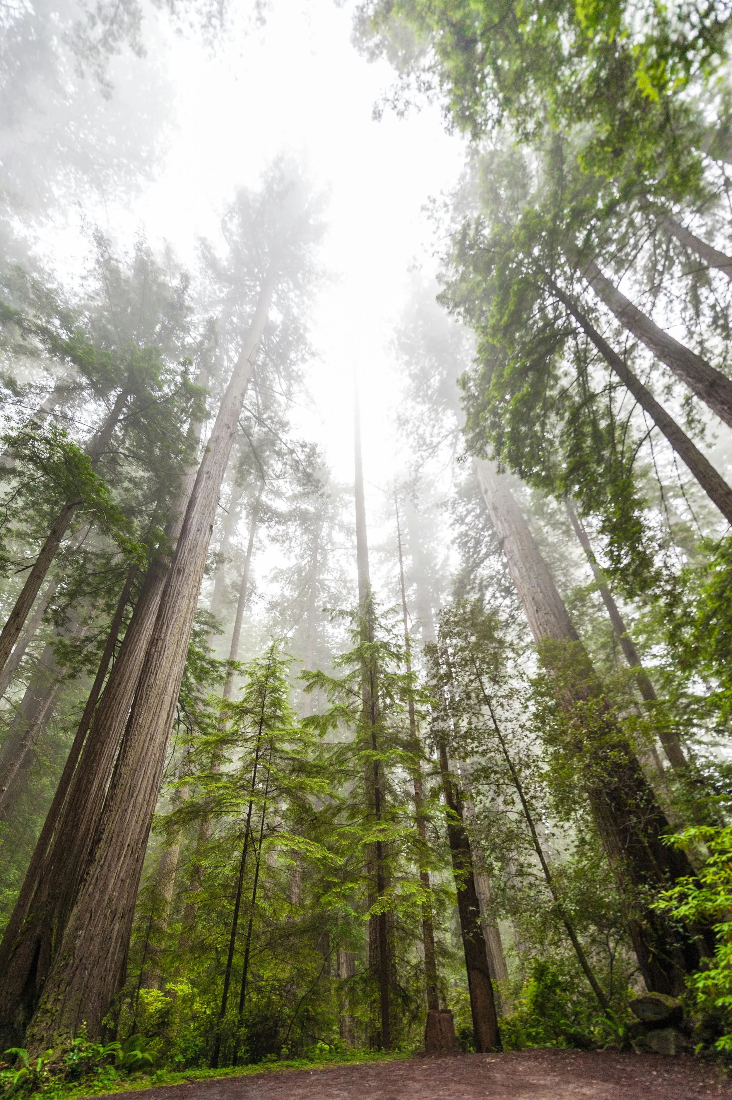 Tall trees in a misty forest with dense green foliage and a dirt path.