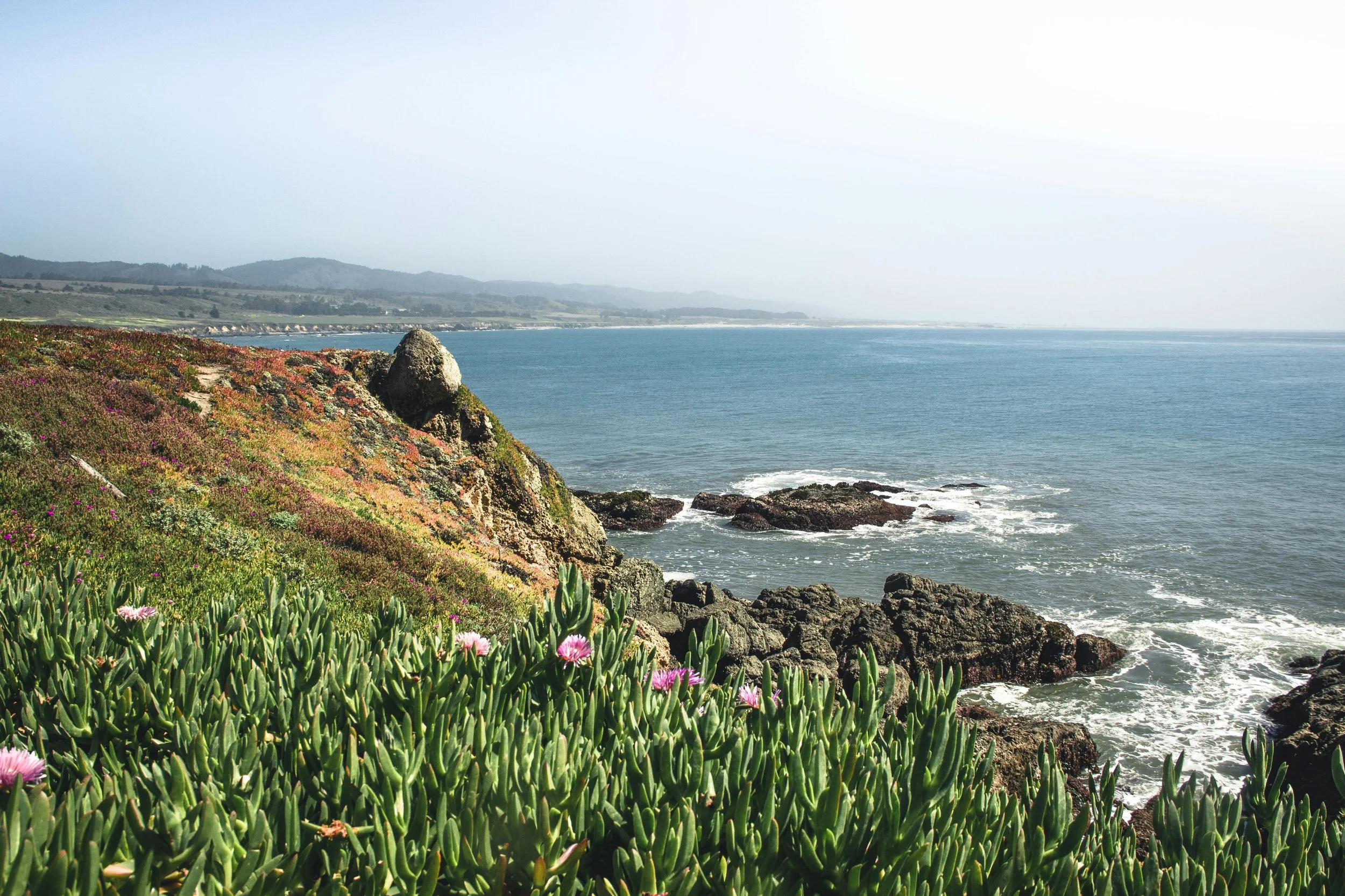 wildflowers by the ocean