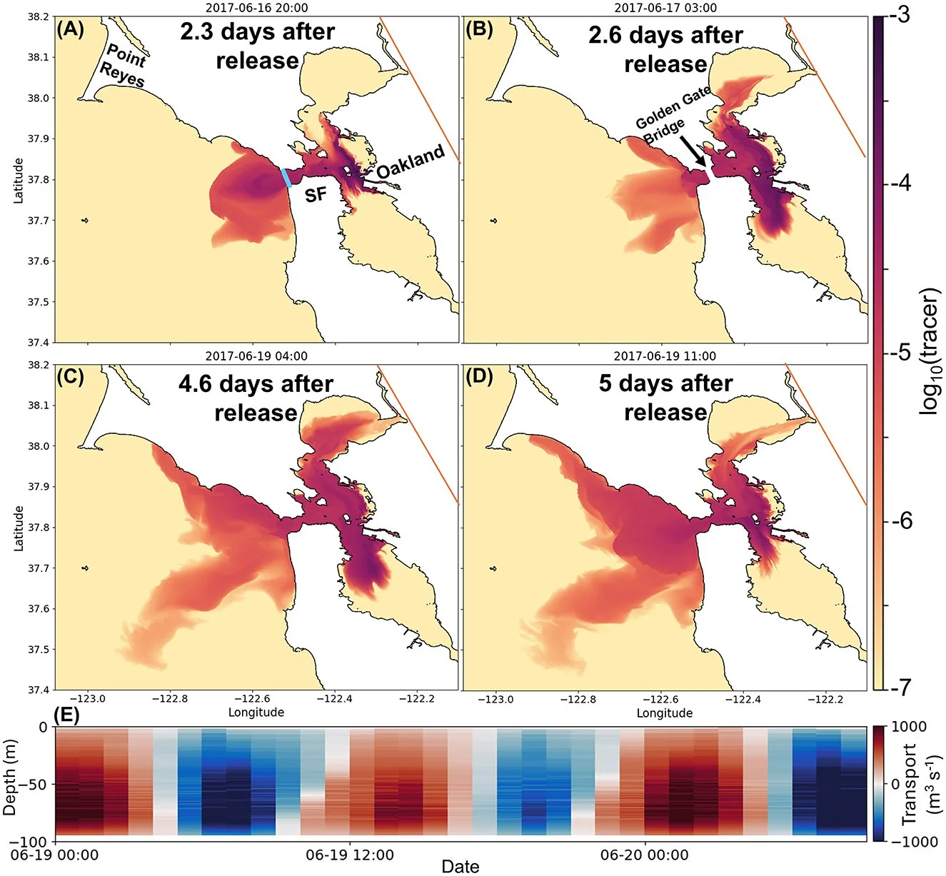 Ocean alkalinity enhancement in an estuary