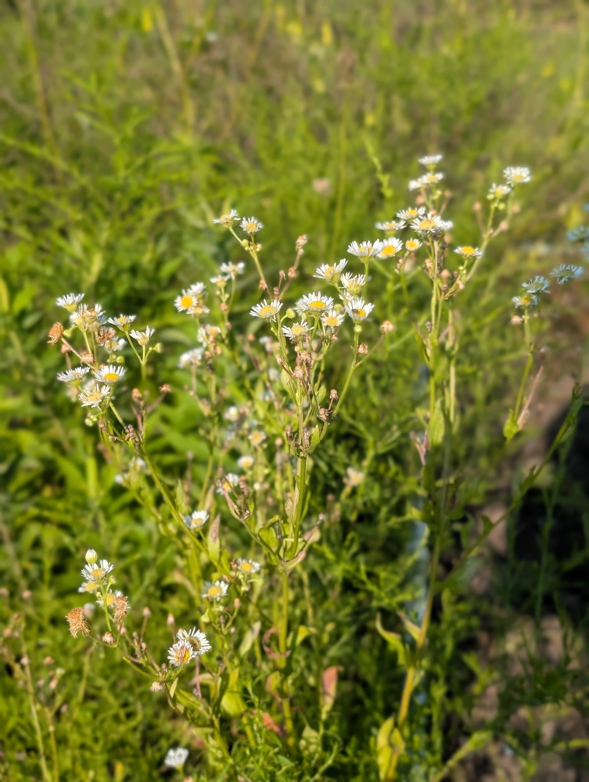 What Weeds Taught Me About Wellness