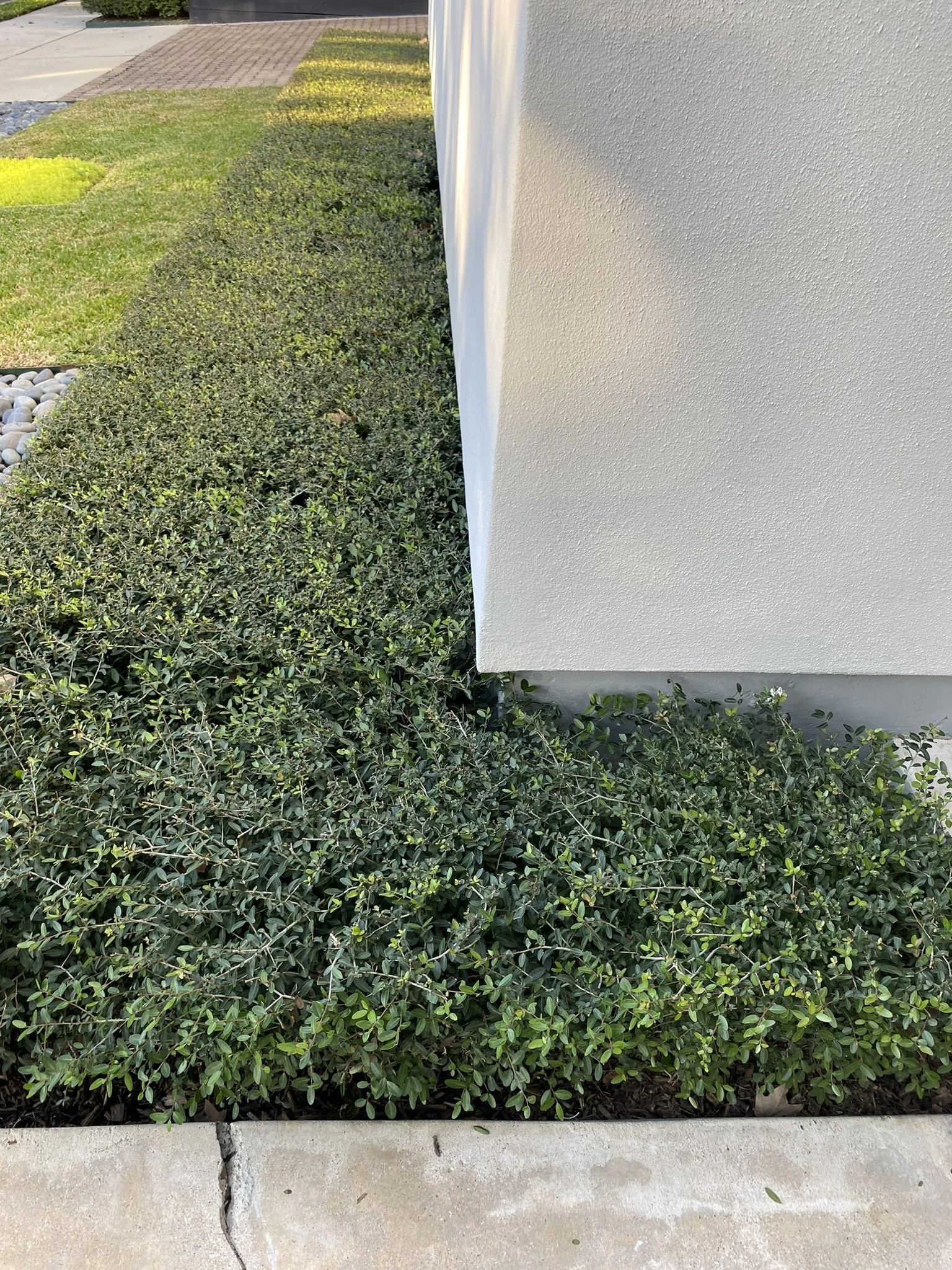 Close-up of a building corner with a white stucco wall, adjacent to a garden area with dense green shrubs and neatly trimmed grass.