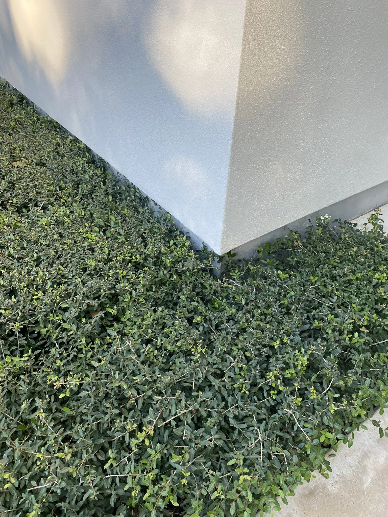 Close-up of a white building corner with lush green ground cover plants.