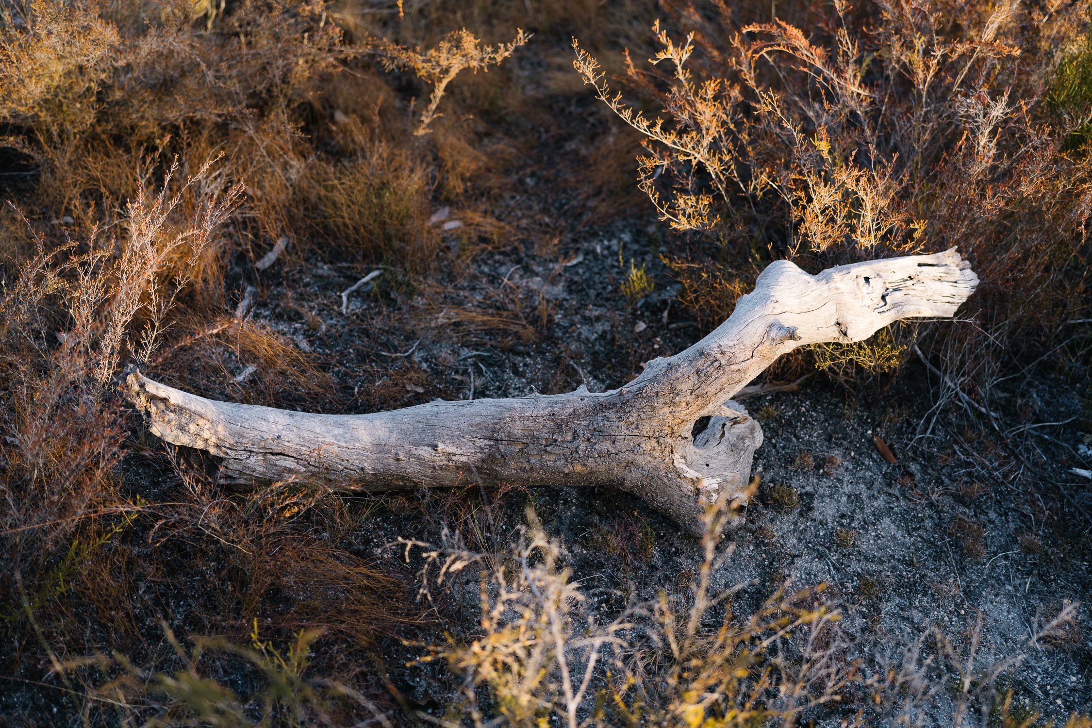 20260317 - Victoria Road Trip - 173139-Nick-Bedford,-Photographer-Australia, Girraween, Hiking, Kosciuszko, Nature, Sony 50mm F2.5 G, Sony A7CR, Sony Zeiss 35mm F2.8 ZA.jpg